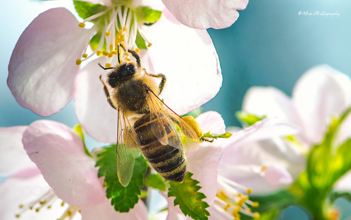 Nikon AF-S Micro-Nikkor 105mm F2.8G IF-ED VR sample photo. Honeybee photography