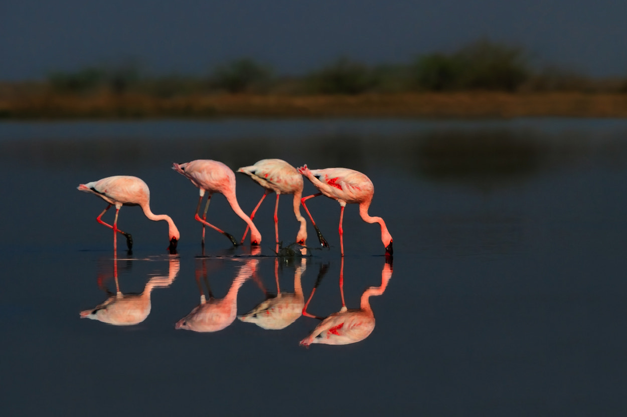 Canon EF 100-400mm F4.5-5.6L IS USM sample photo. Reflections photography