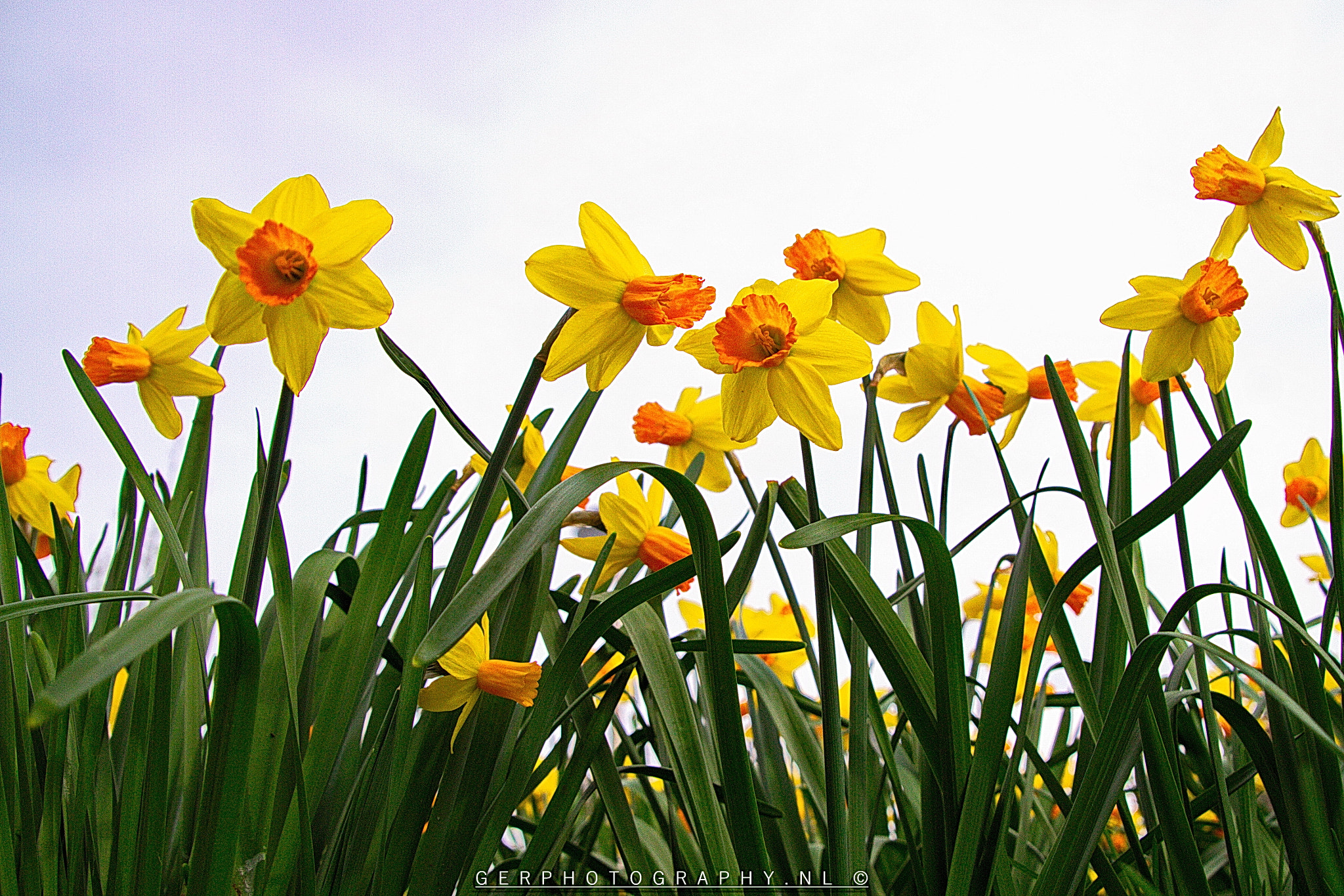 Canon EOS 7D + Tamron 18-270mm F3.5-6.3 Di II VC PZD sample photo. Narcissus photography