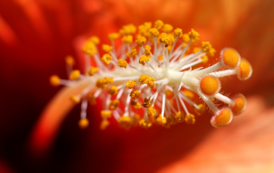 Canon EOS 50D + Canon EF 50mm F1.8 STM sample photo. Hibiscus macro photography
