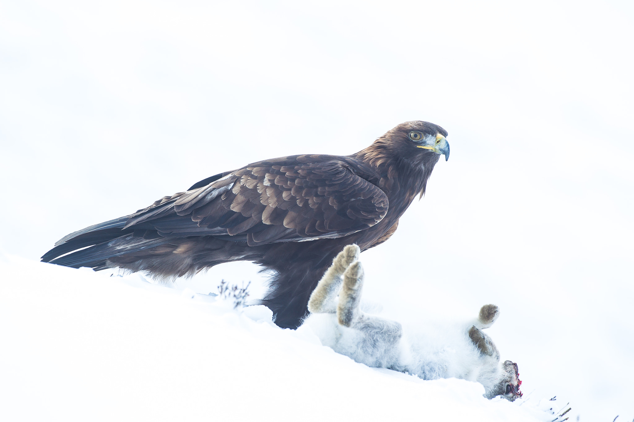 Canon EF 500mm F4L IS USM sample photo. Golden eagle n hare photography