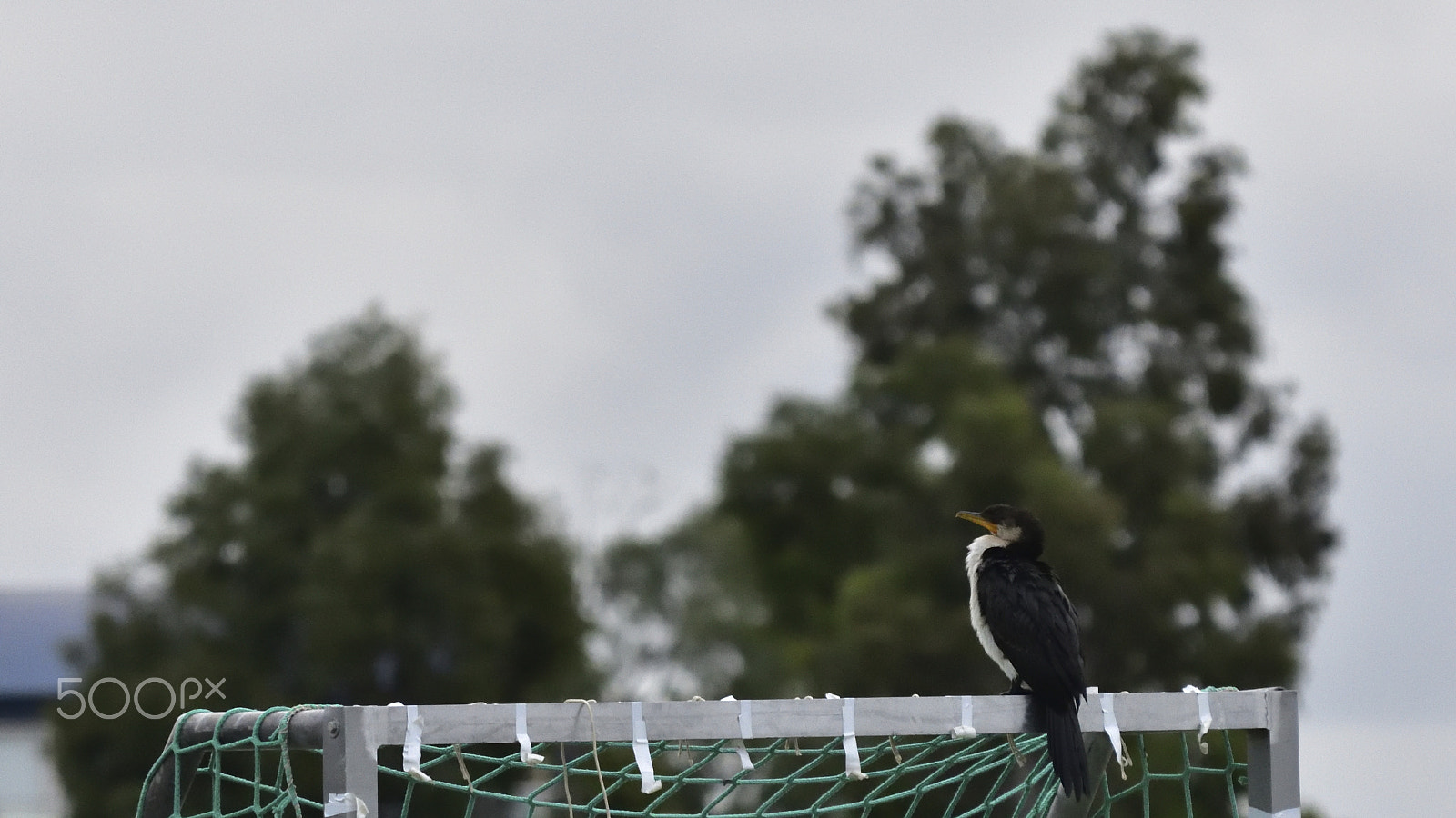 Nikon D3400 sample photo. A shag being very casual photography
