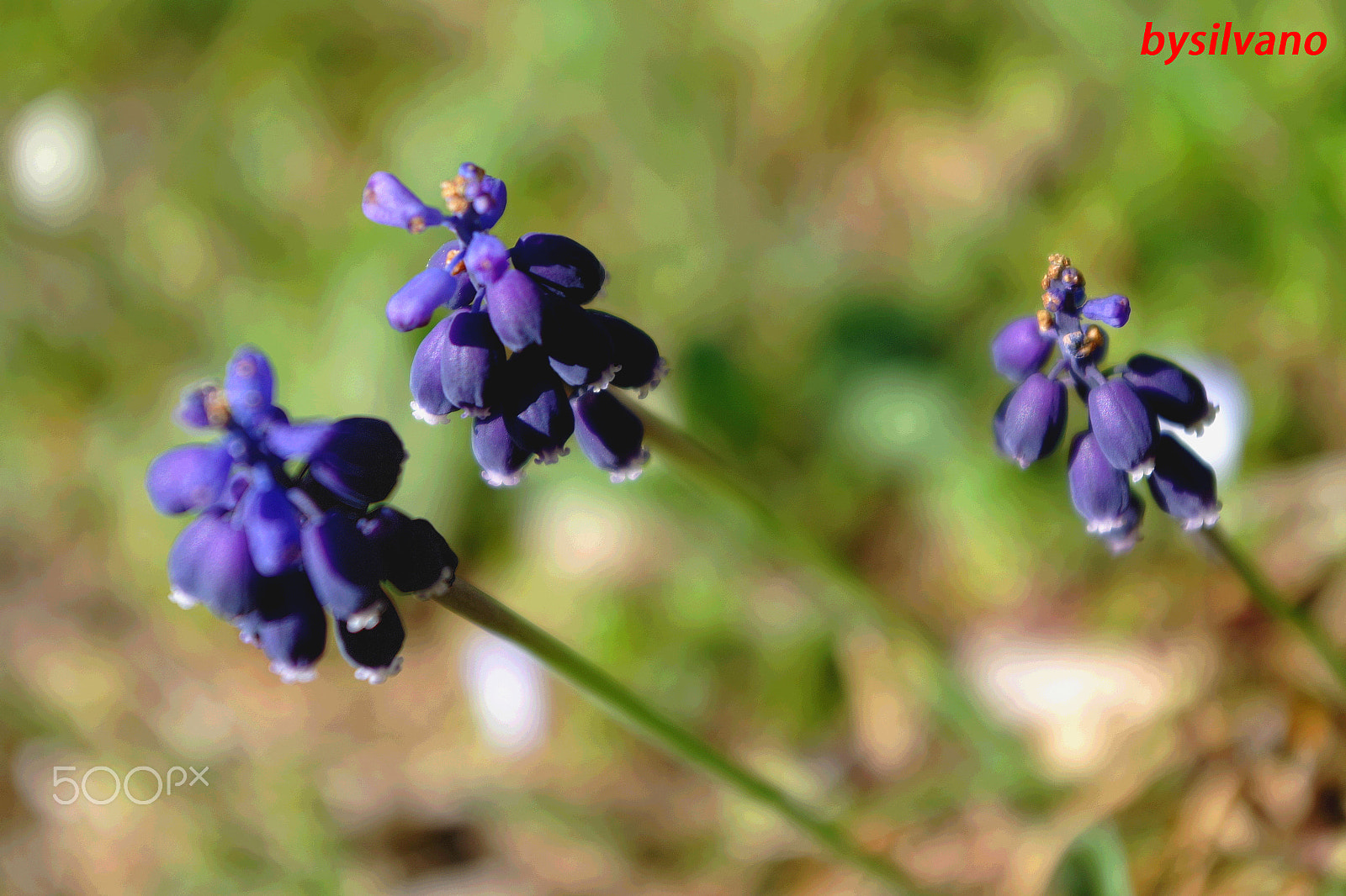 Pentax K-S1 sample photo. Fiori di pasqua....muscari photography