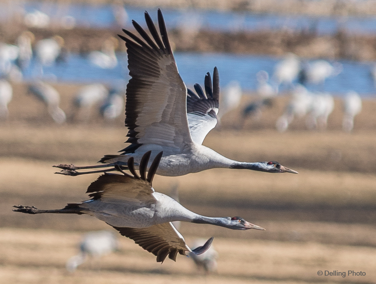 Nikon AF-S Nikkor 300mm F2.8G ED-IF VR sample photo. Crane bird photography