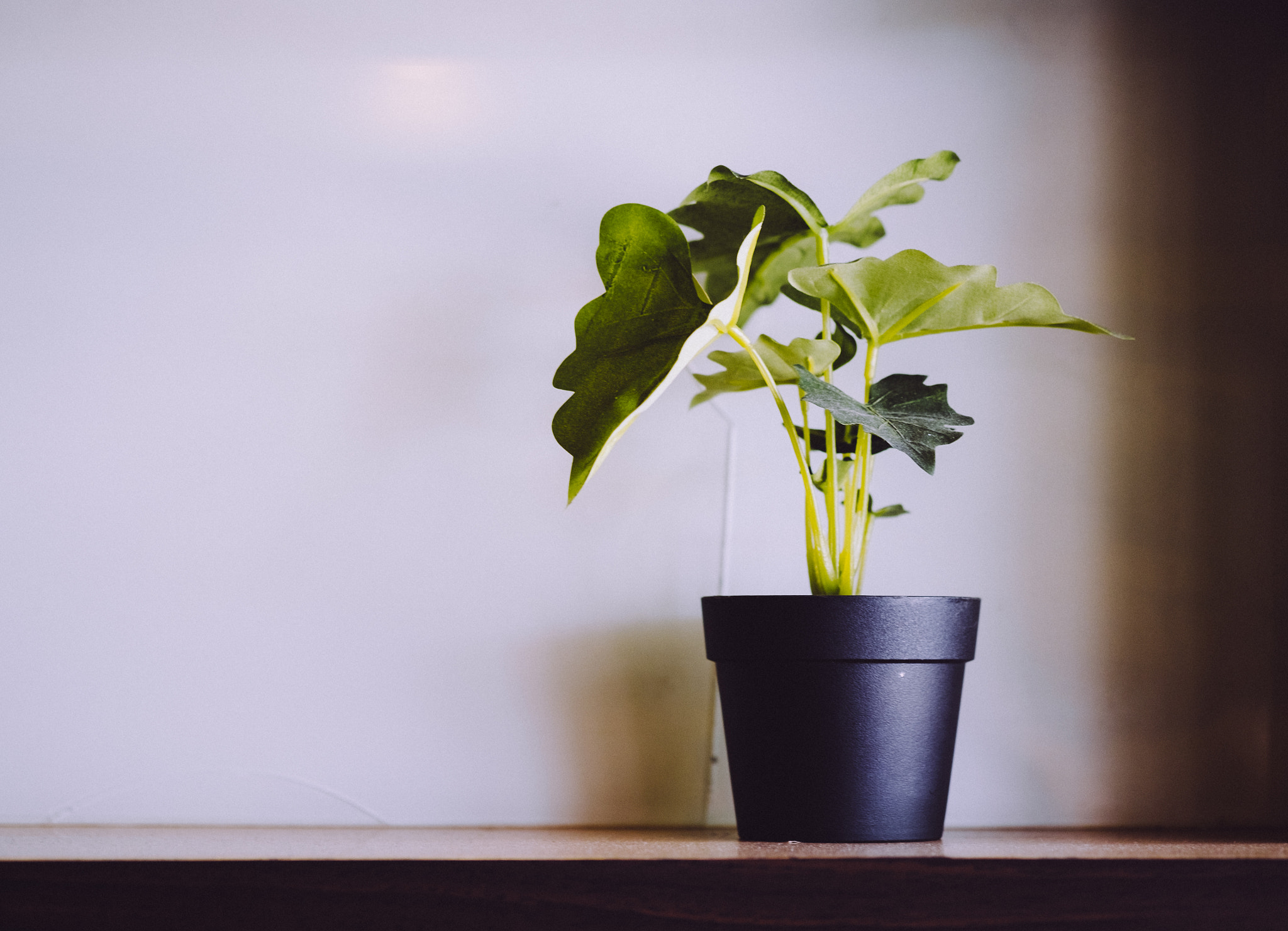 Fujifilm X-T10 + Fujifilm XF 60mm F2.4 R Macro sample photo. Green plant photography