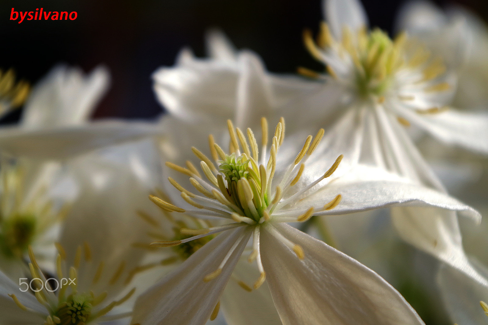 Pentax K-S1 sample photo. Clematis armandii photography