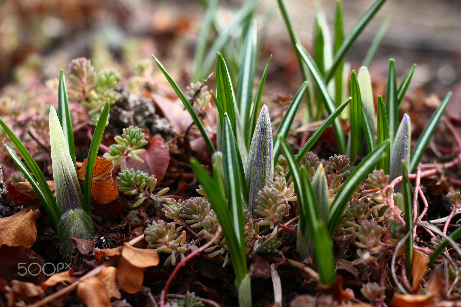 Canon EOS 450D (EOS Rebel XSi / EOS Kiss X2) sample photo. Crocuses before flowering. photography