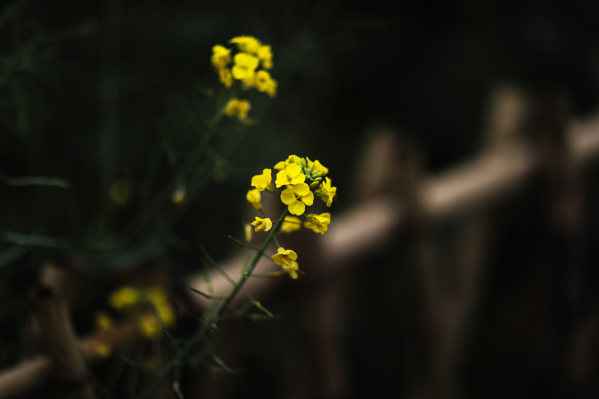 Canon EF 85mm F1.2L II USM sample photo