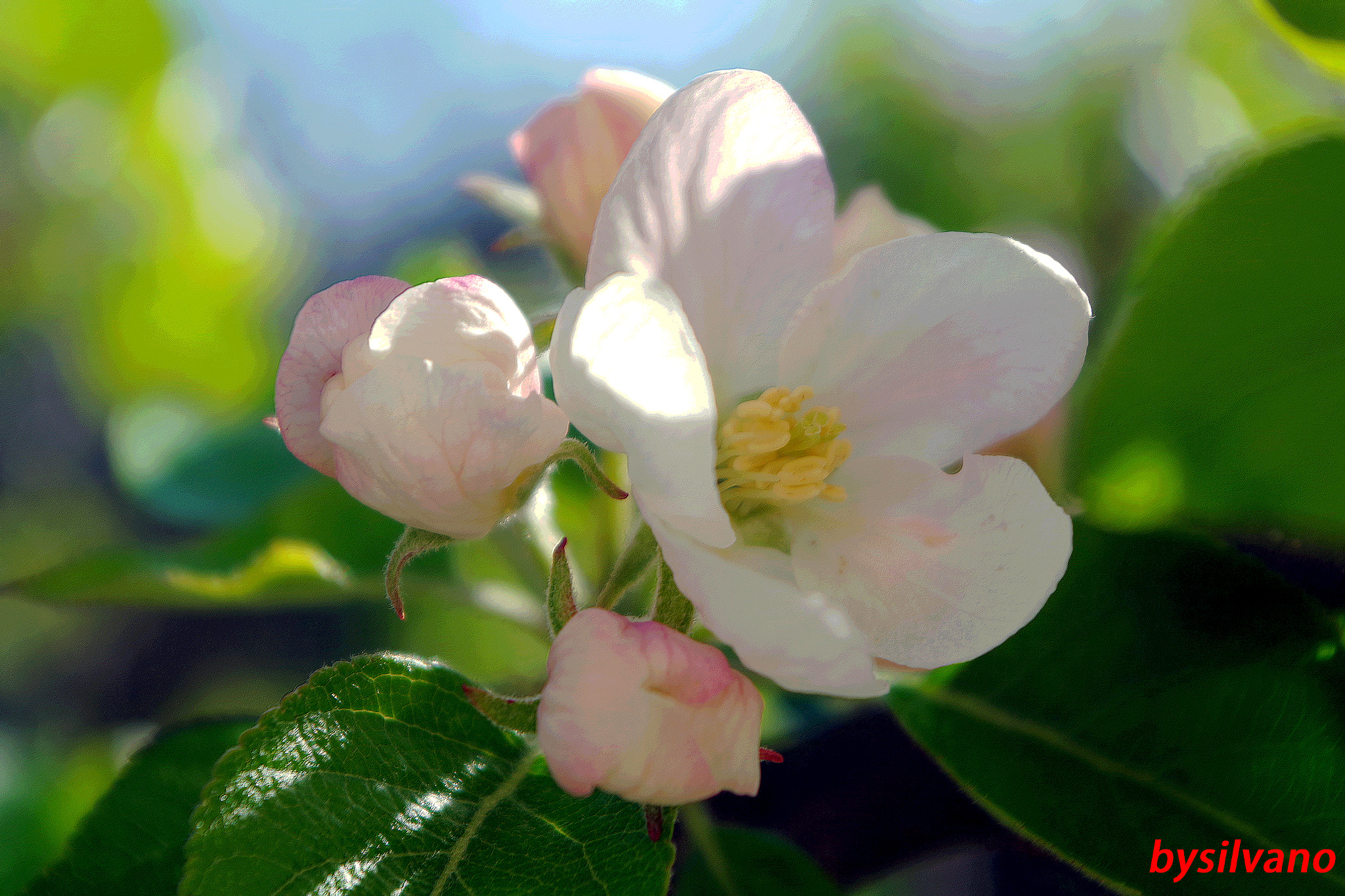 Pentax K-S1 sample photo. Fiori del melo photography