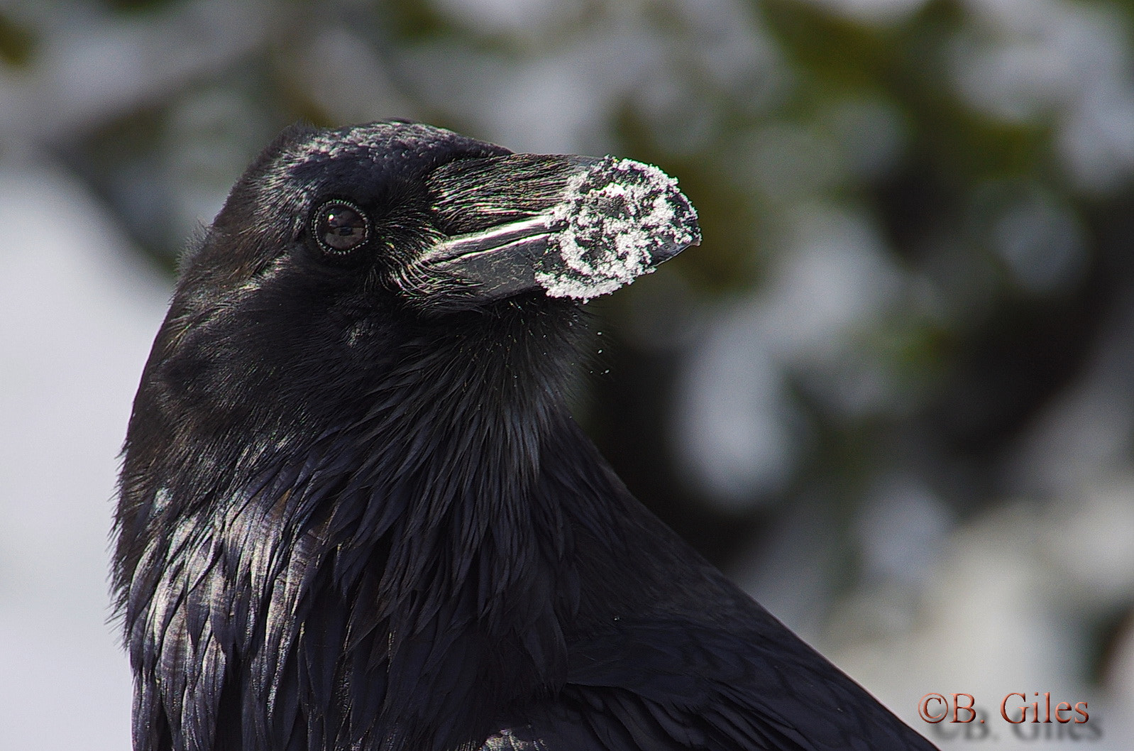 Pentax K-5 IIs sample photo. Winter raven photography
