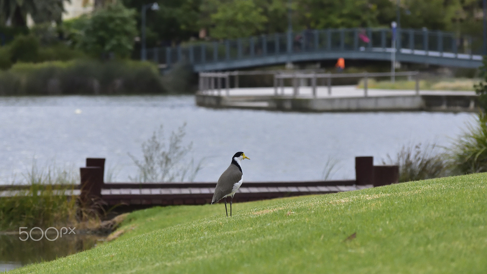 Nikon D3400 sample photo. Masked lapwing taking a stroll photography