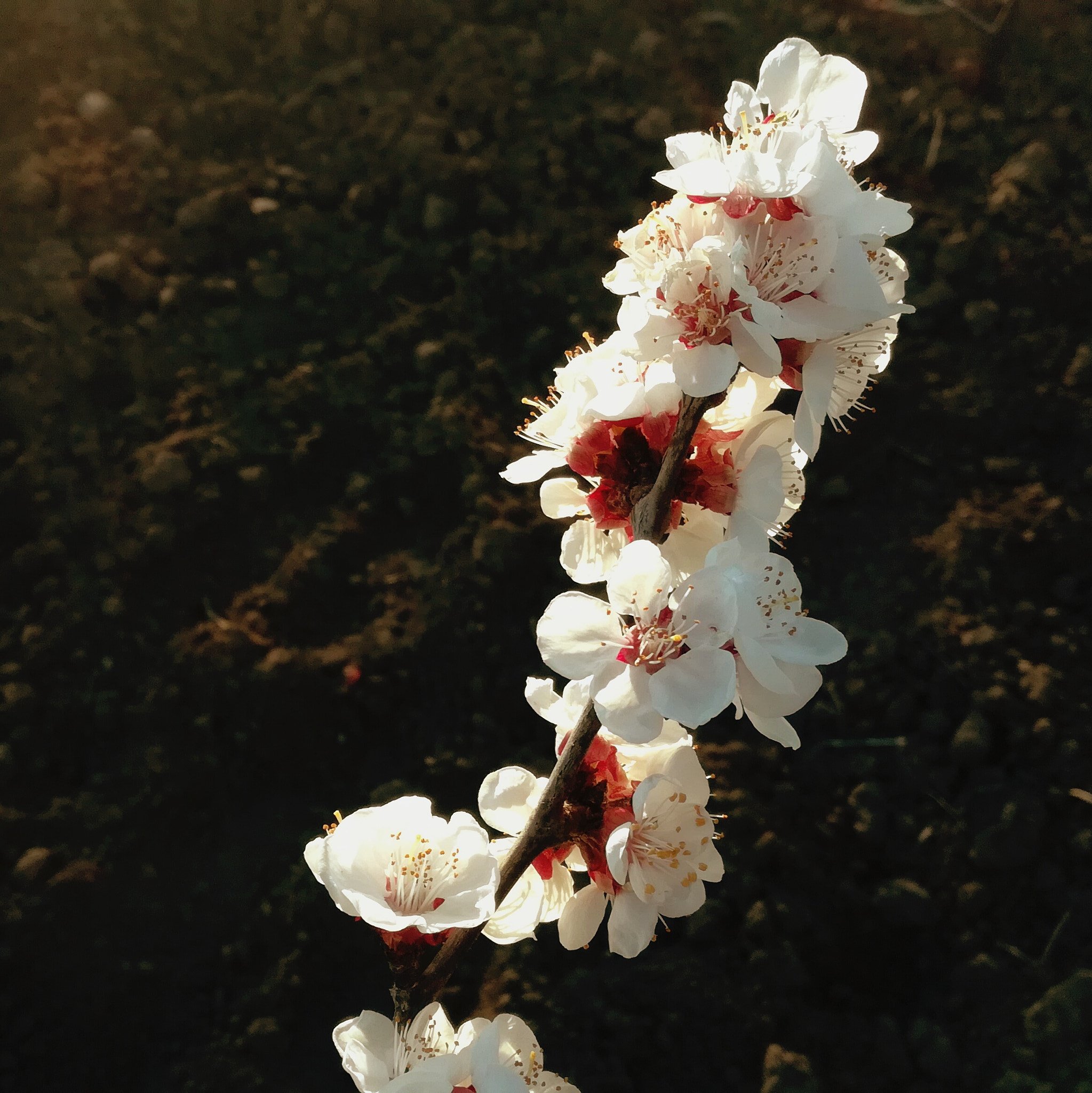 HUAWEI Honor 5C sample photo. Petals photography
