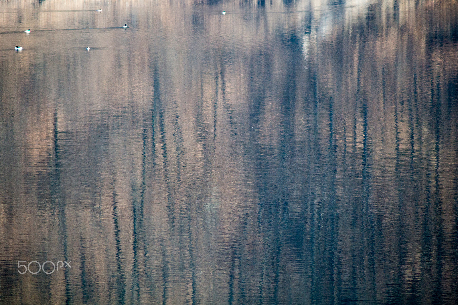 Canon EOS 100D (EOS Rebel SL1 / EOS Kiss X7) sample photo. Ducks & trees on the river photography