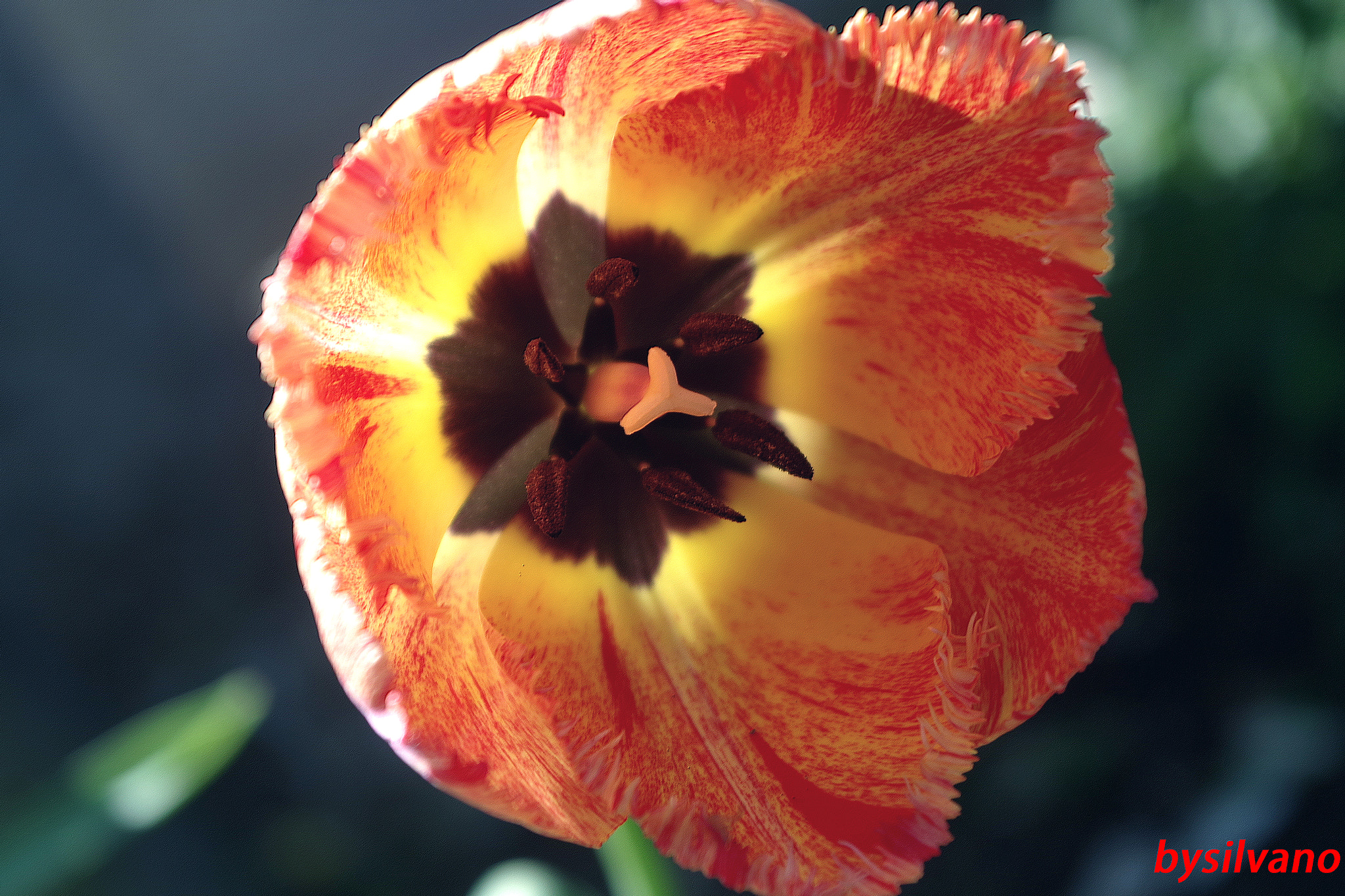 Pentax K-S1 sample photo. Tulipano photography