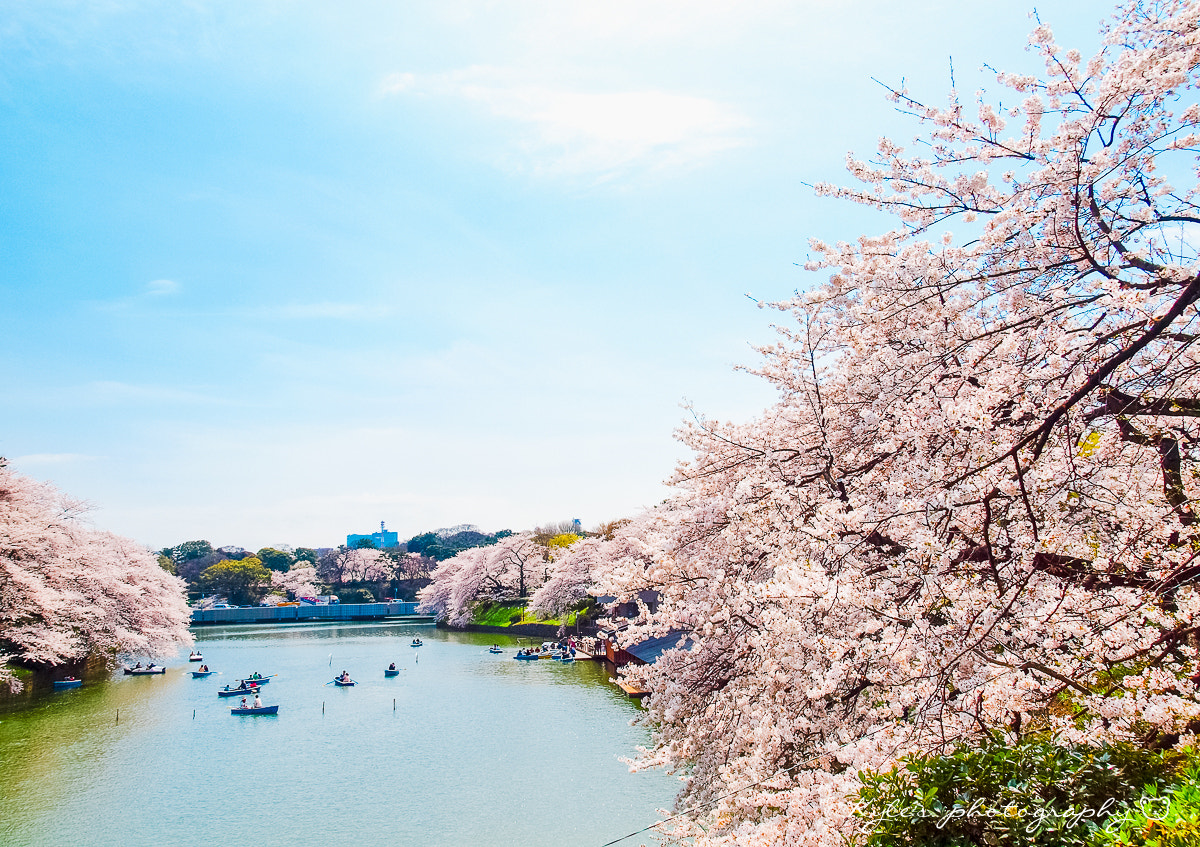 Olympus E-30 + Olympus Zuiko Digital 14-54mm F2.8-3.5 II sample photo. 千鳥之淵 photography