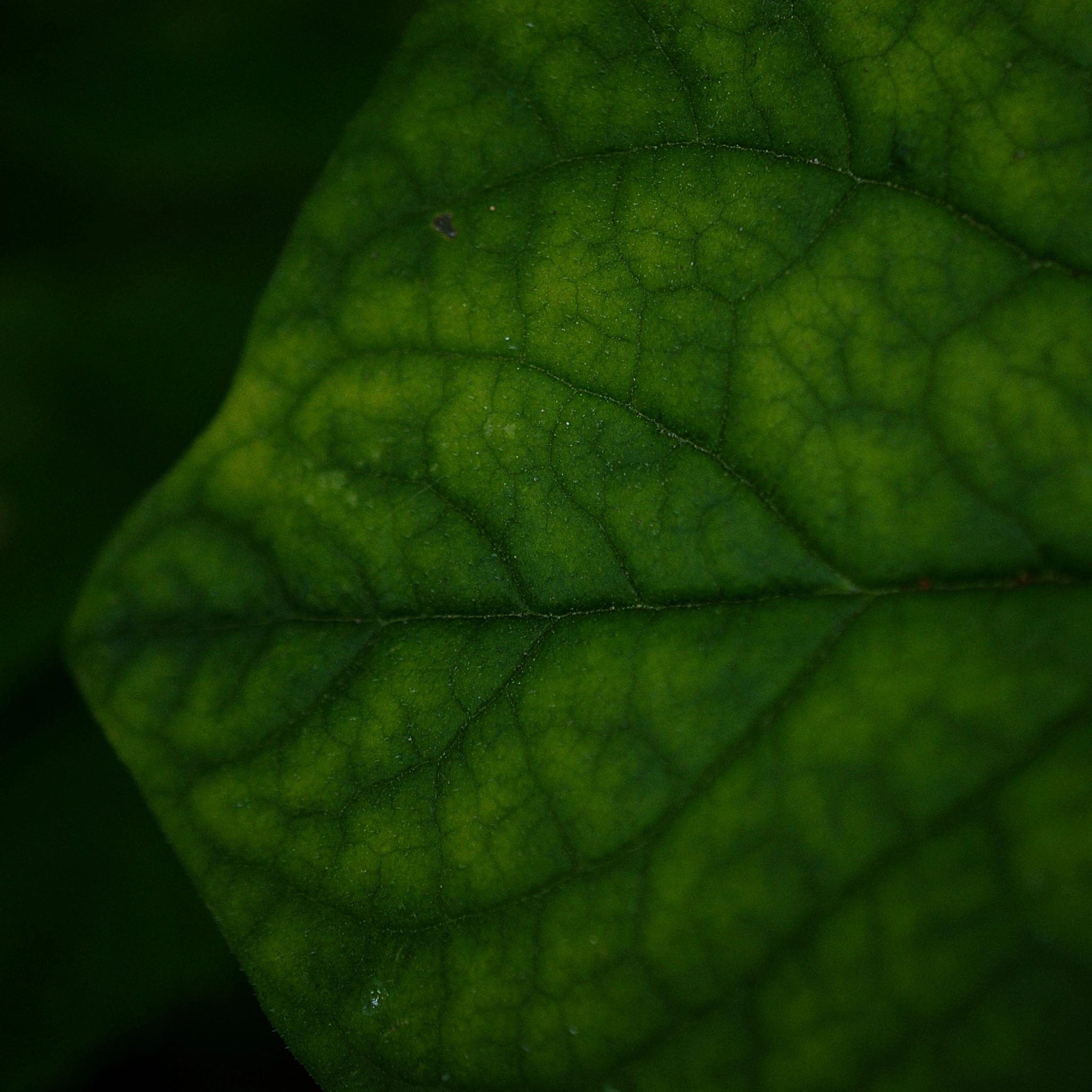 Nikon AF-S DX Micro Nikkor 40mm F2.8 sample photo. Leaf photography