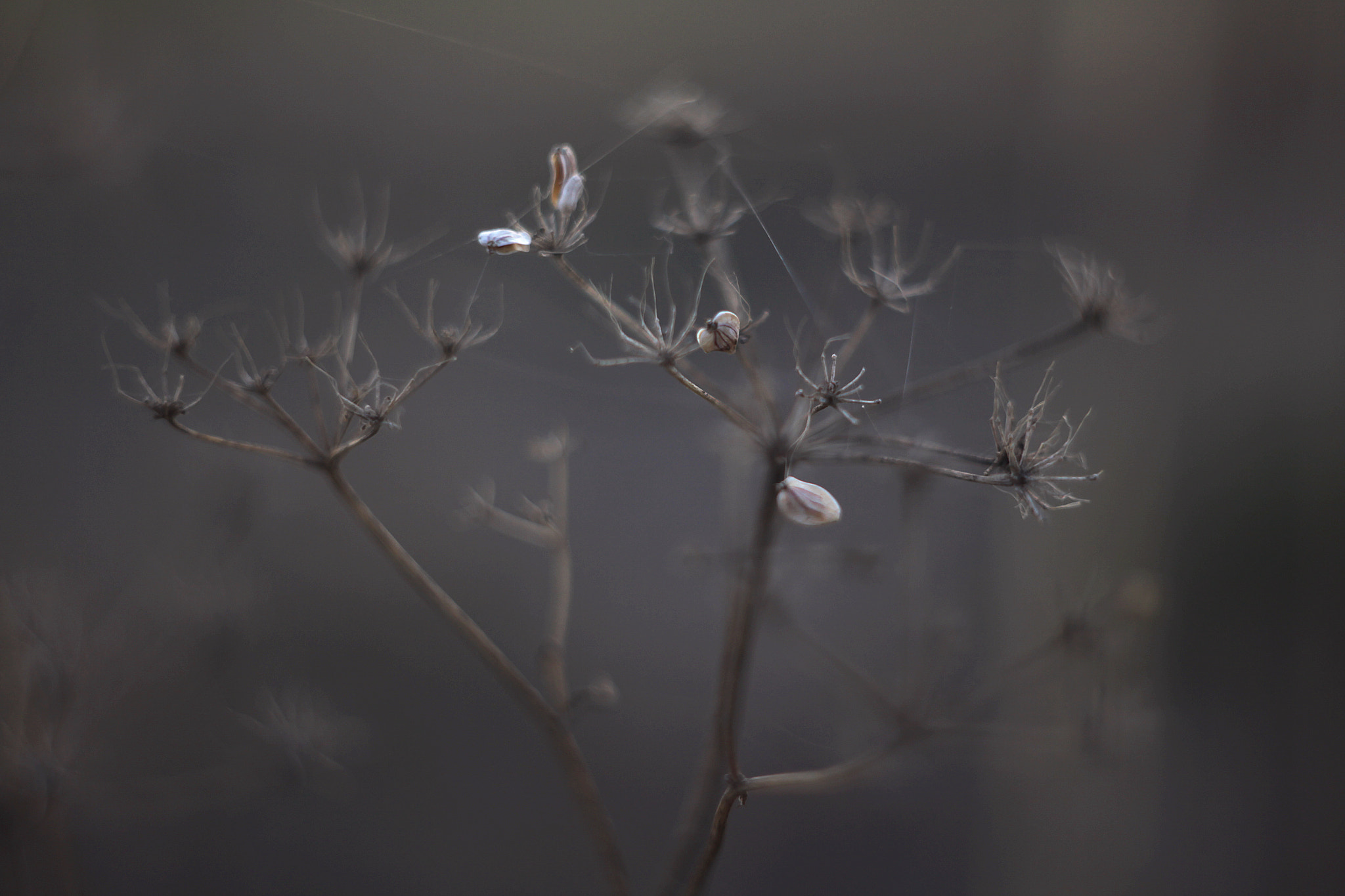 Canon EF 35-80mm f/4-5.6 sample photo. * photography