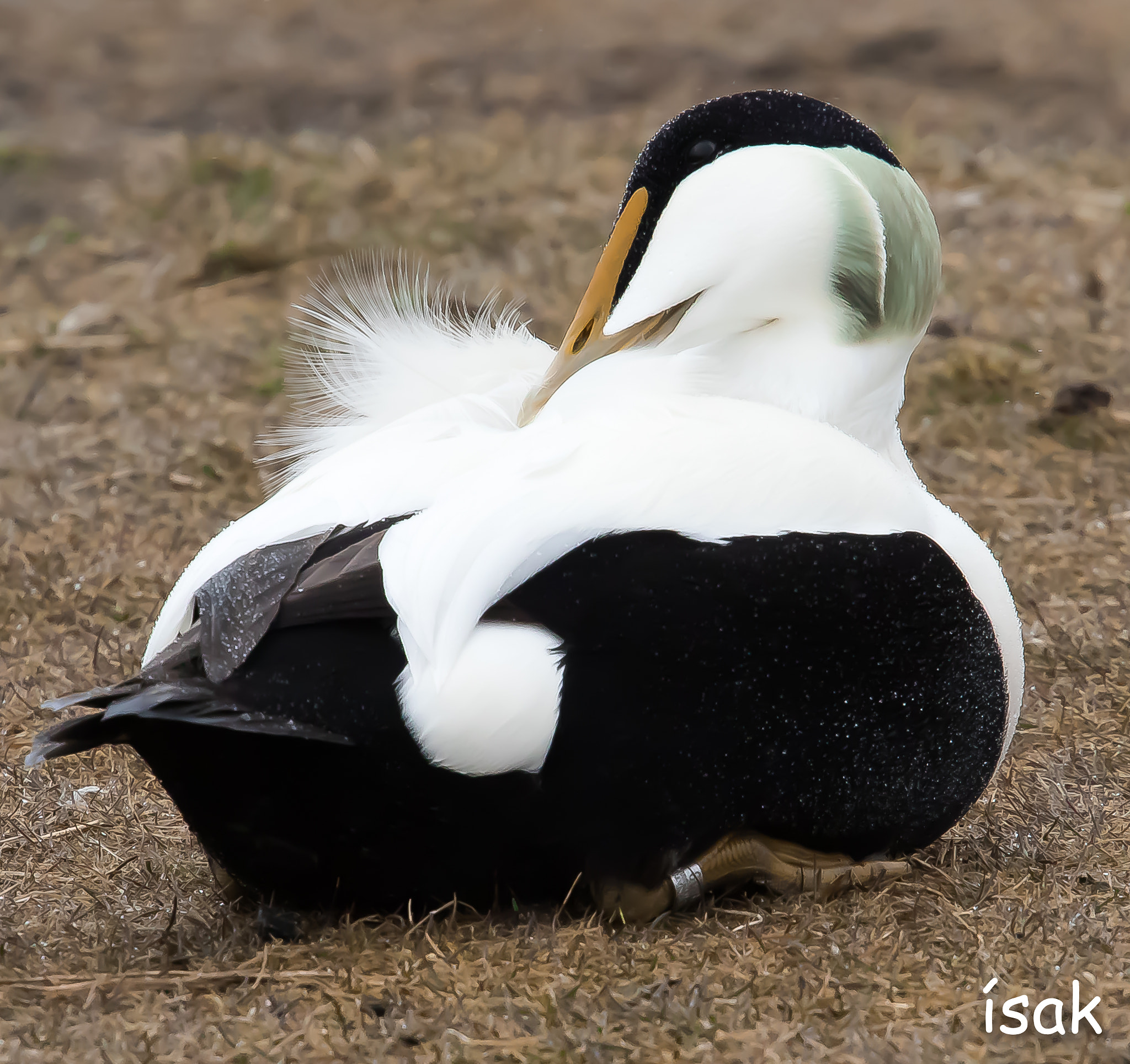 Canon EF 70-200mm F4L USM sample photo. Bird photography