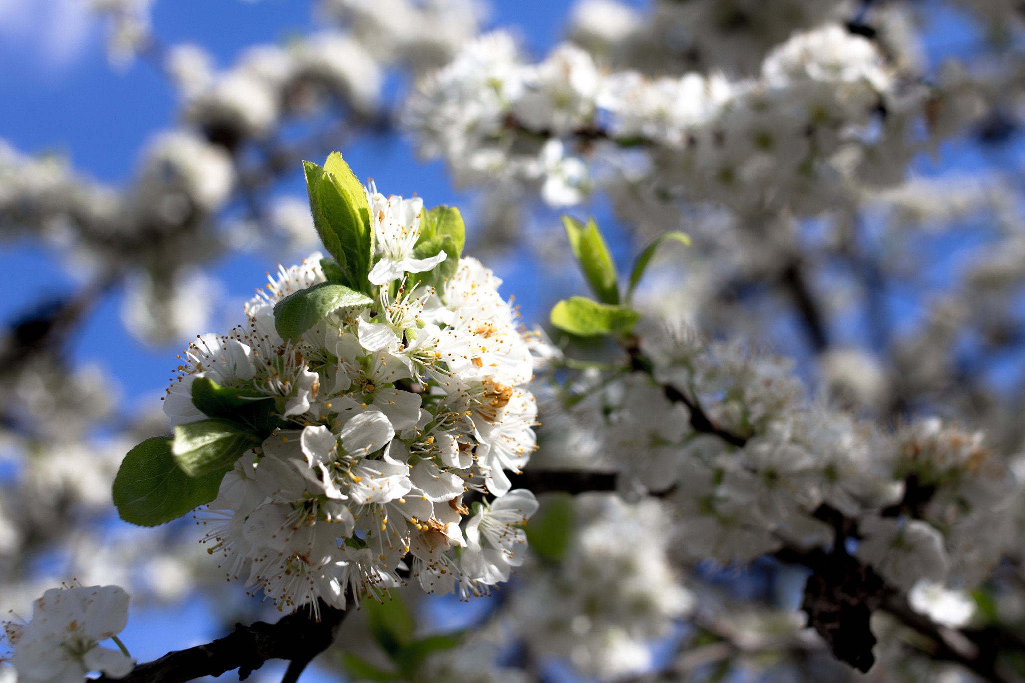 Canon EF 35mm F2 sample photo. Blossom photography