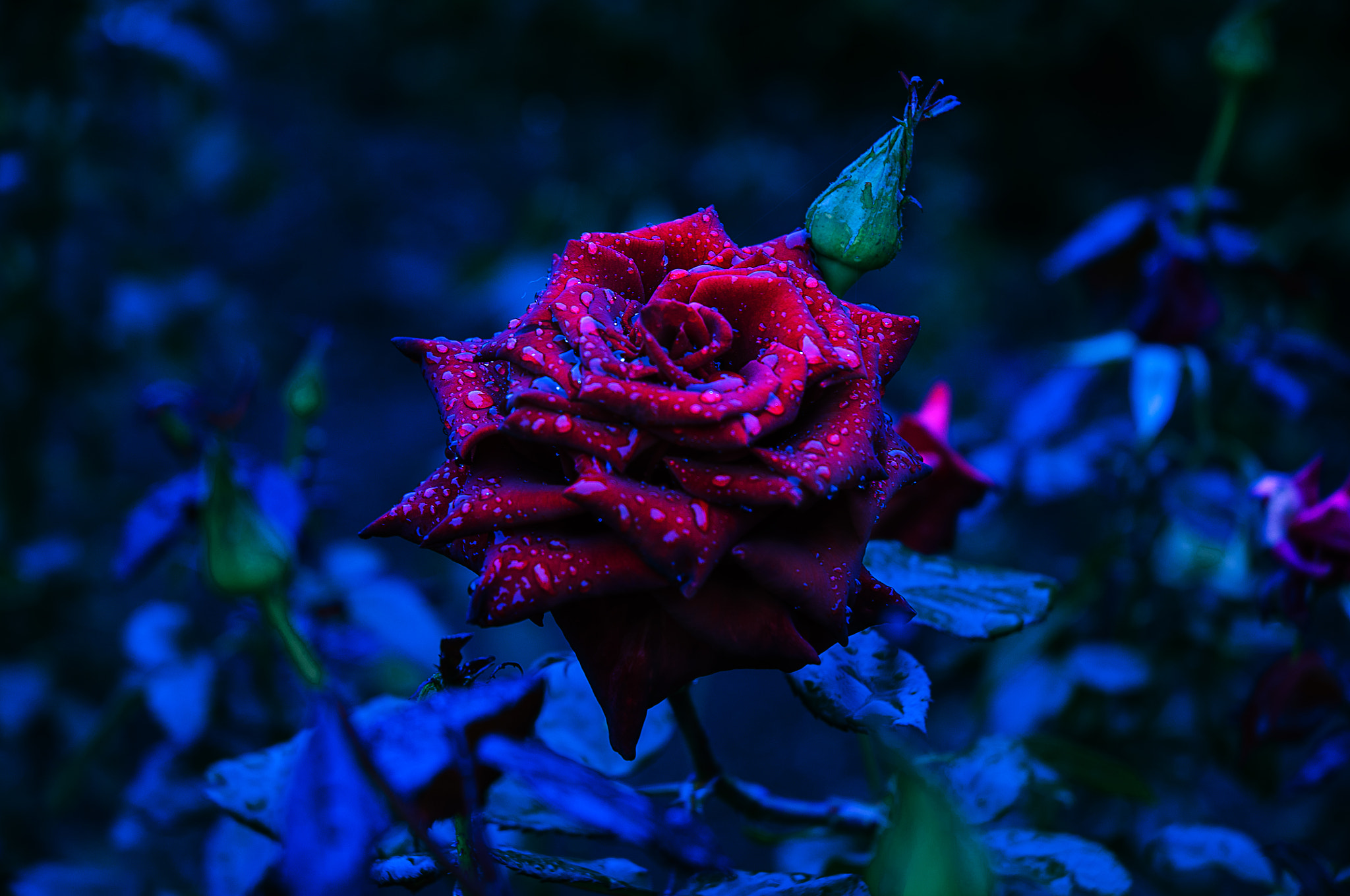 Nikon D90 sample photo. Дождь photography