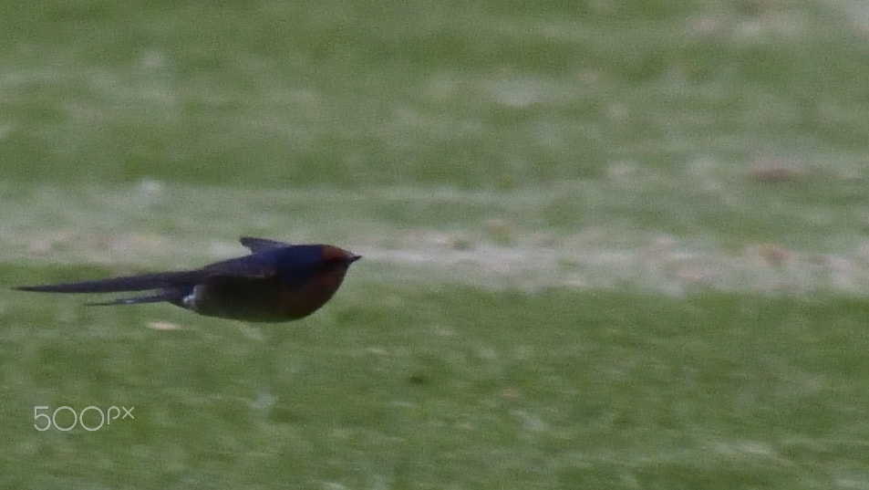 Nikon D3400 sample photo. Another swallow in flight photography