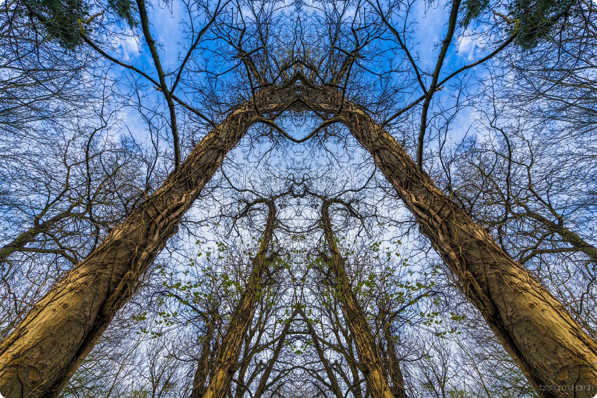 Sony a7R II + Sony Vario-Tessar T* FE 16-35mm F4 ZA OSS sample photo. Trees photography