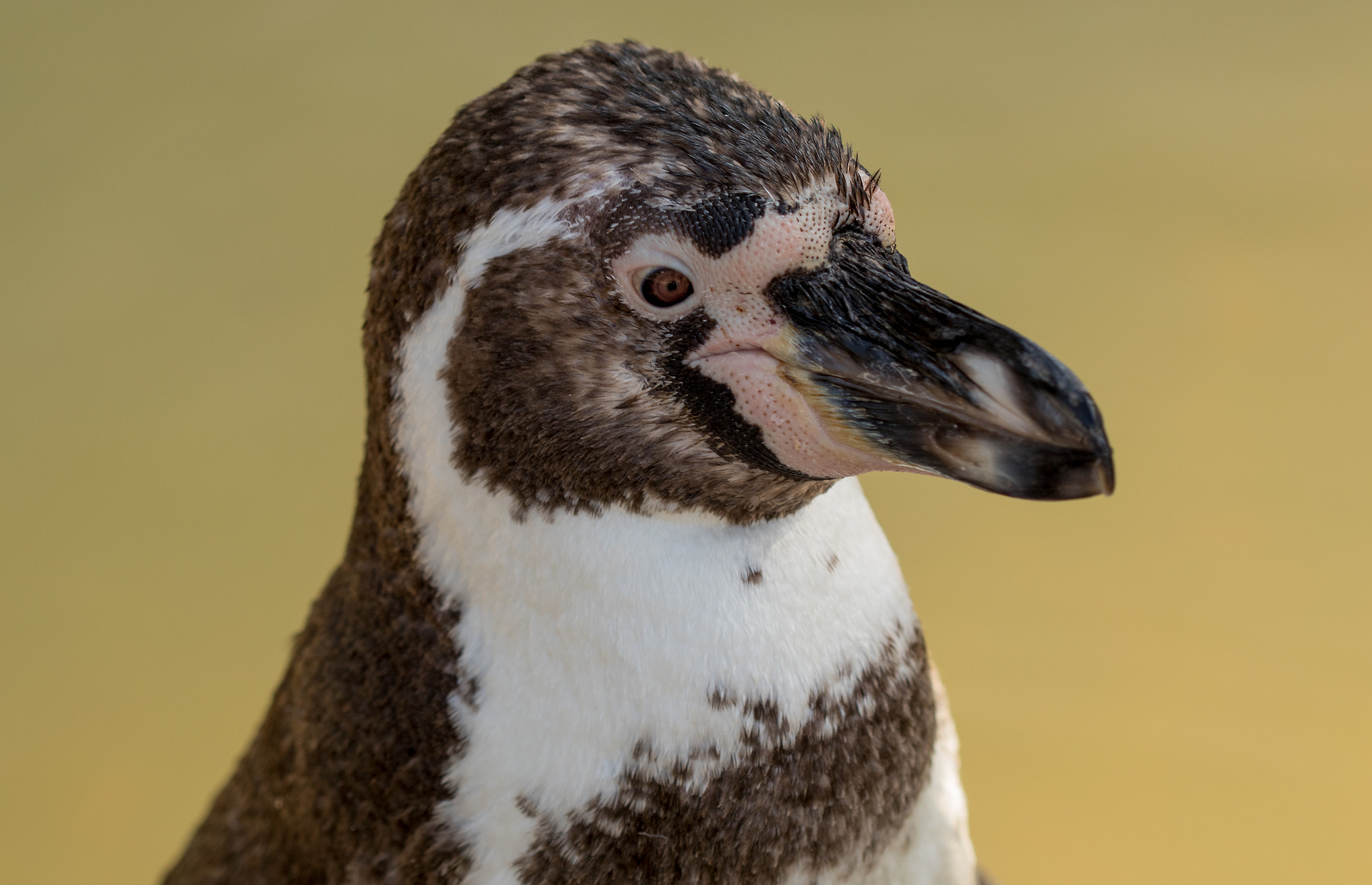 Canon EF 100mm F2.8 Macro USM sample photo. Pinguin photography