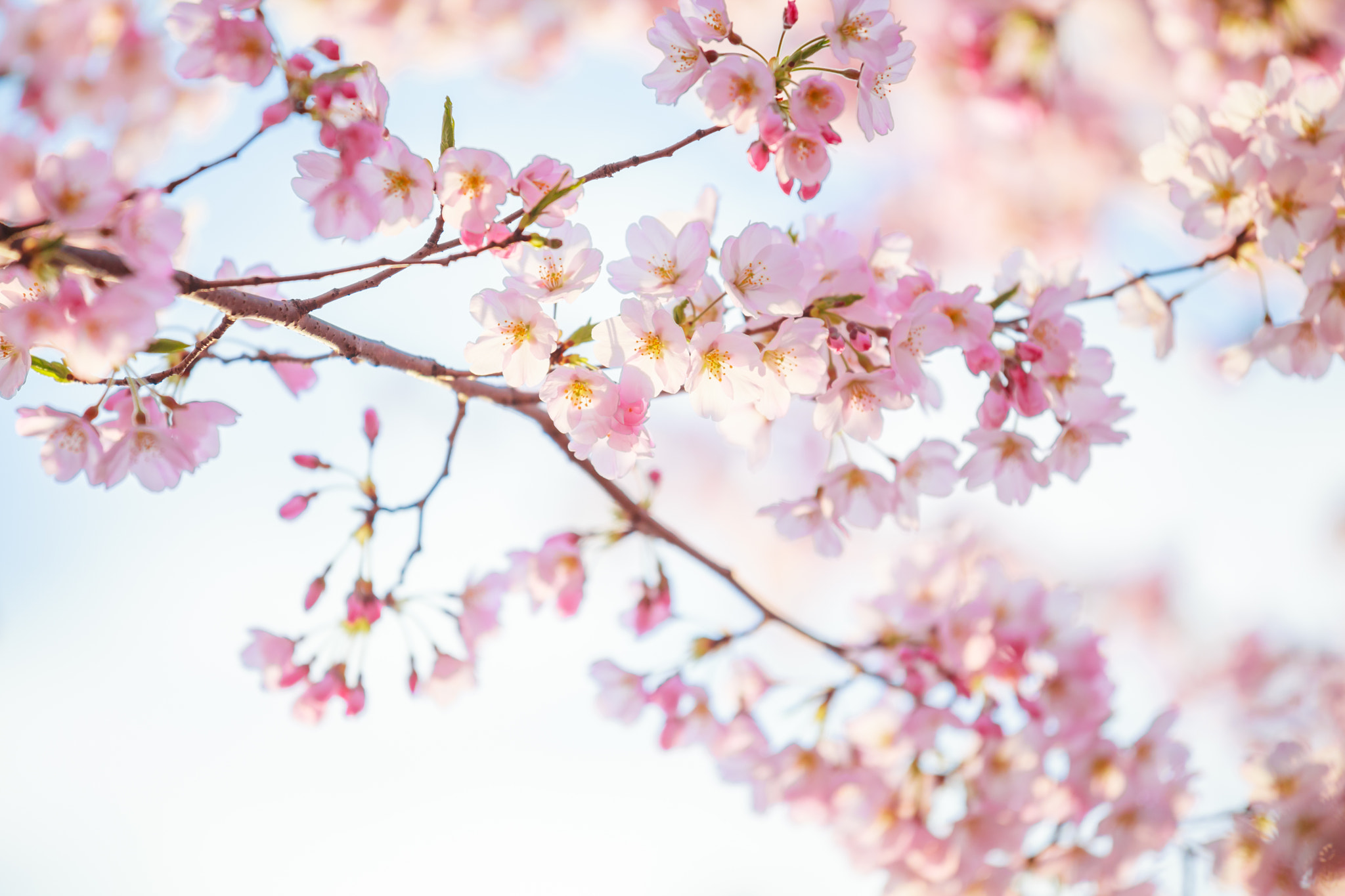 Canon EF 70-200mm F4L IS USM sample photo