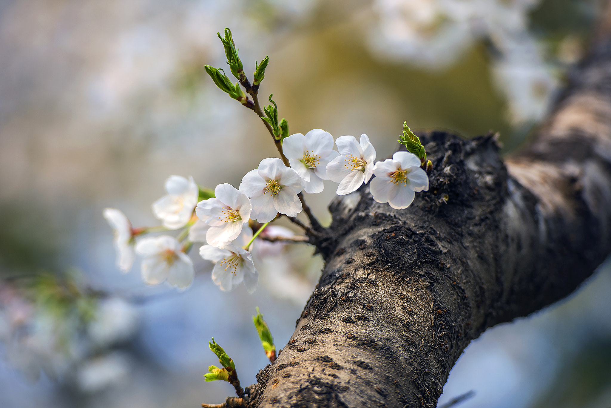 Nikon AF-S Nikkor 70-200mm F2.8G ED VR II sample photo. Spring photography