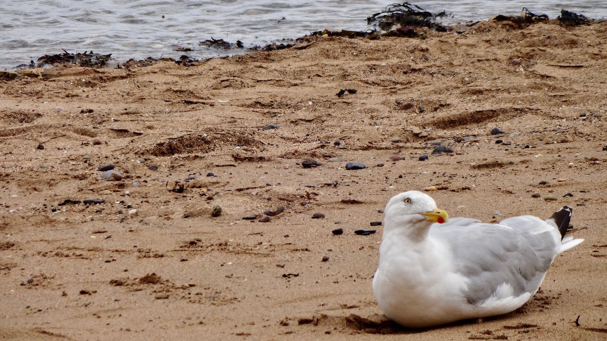 Sony Cyber-shot DSC-QX10 sample photo. Seagull. photography