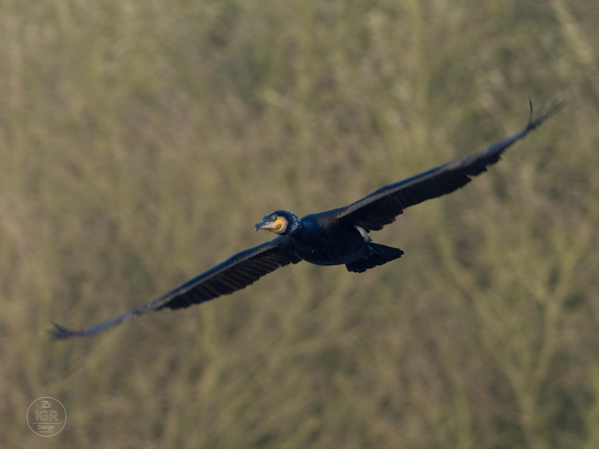 M.300mm F4.0 + MC-14 sample photo. Cormorant photography