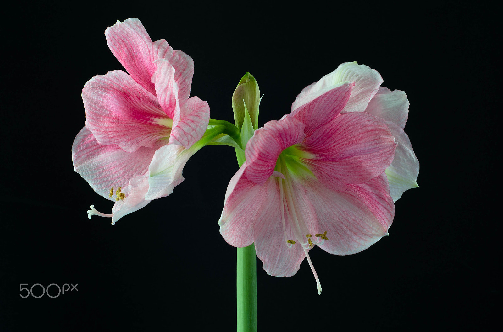 Nikon AF Nikkor 50mm F1.8D sample photo. Amaryllis photography