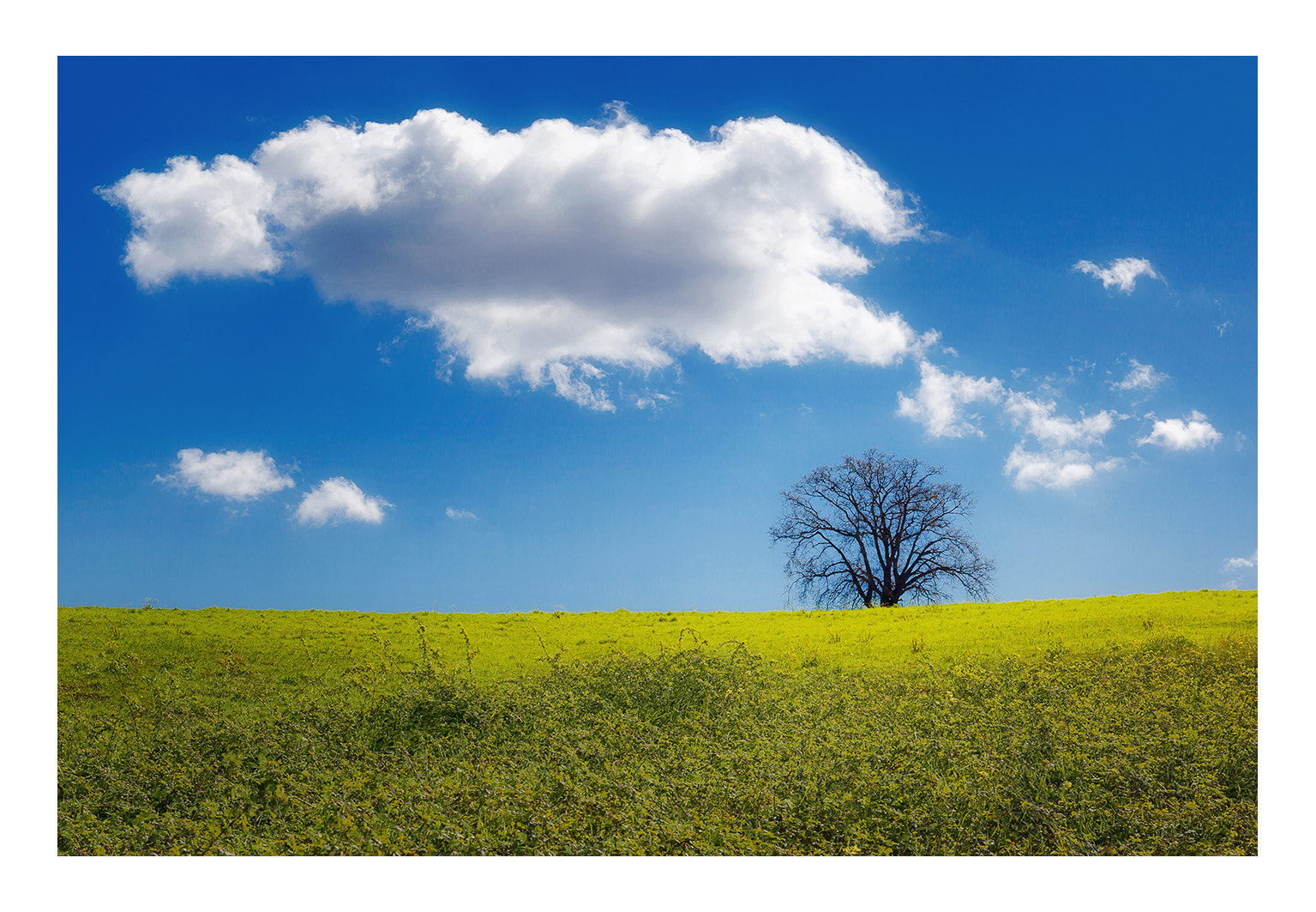 Canon EF 24-70mm F4L IS USM sample photo. Hill landscape tree photography
