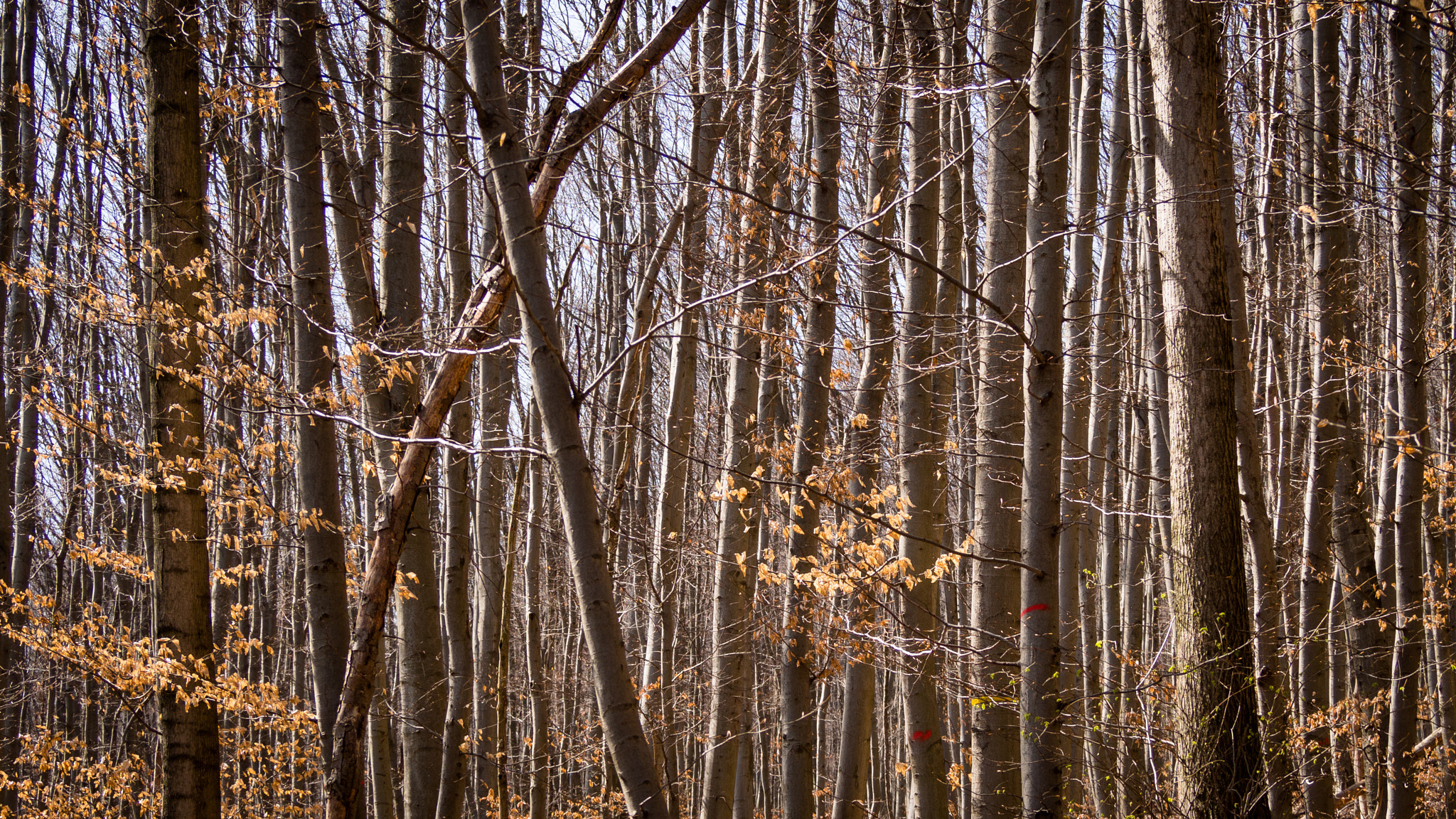 Olympus OM-D E-M5 sample photo. Hermannanskogel photography