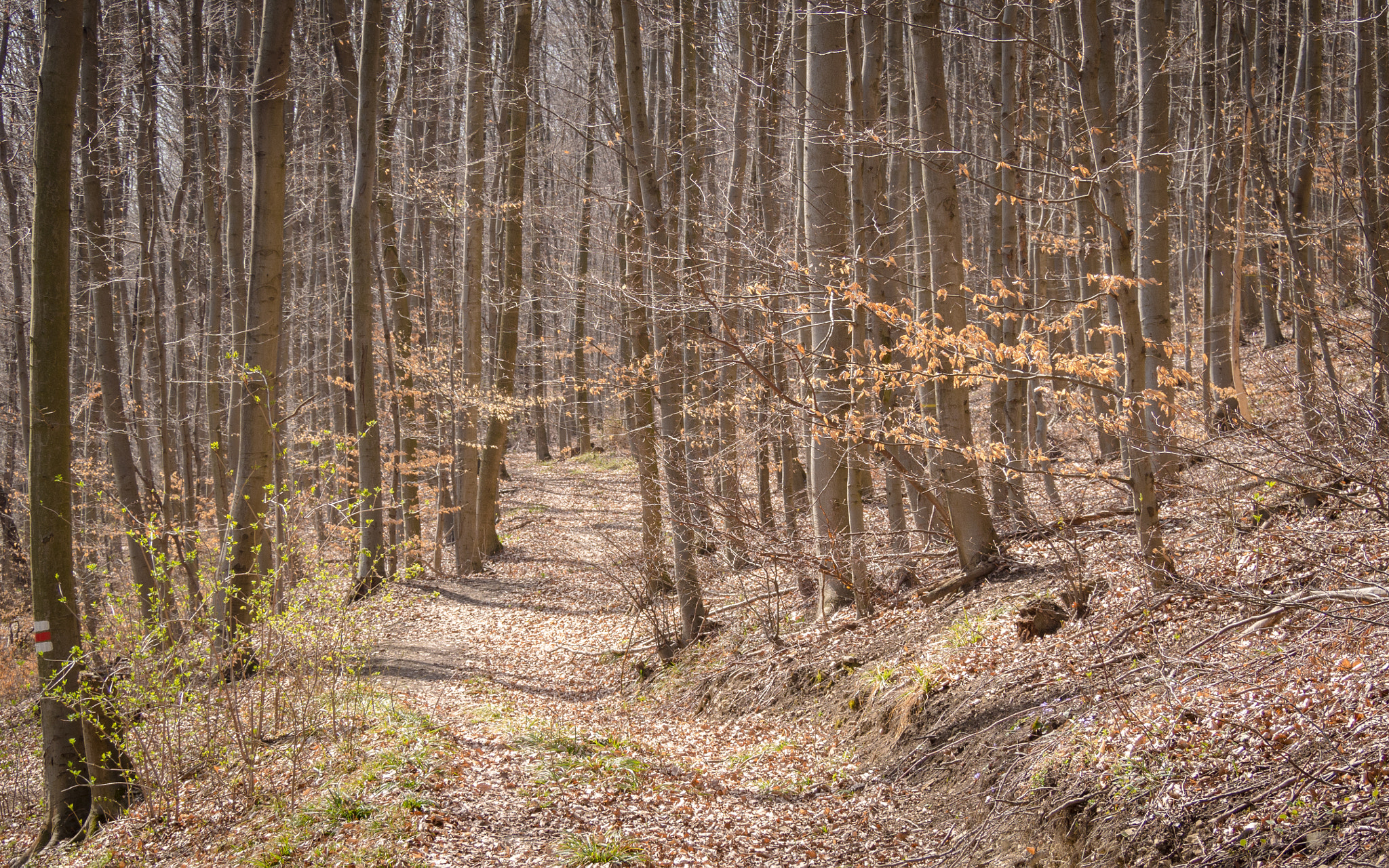 Olympus OM-D E-M5 sample photo. Hermannanskogel photography