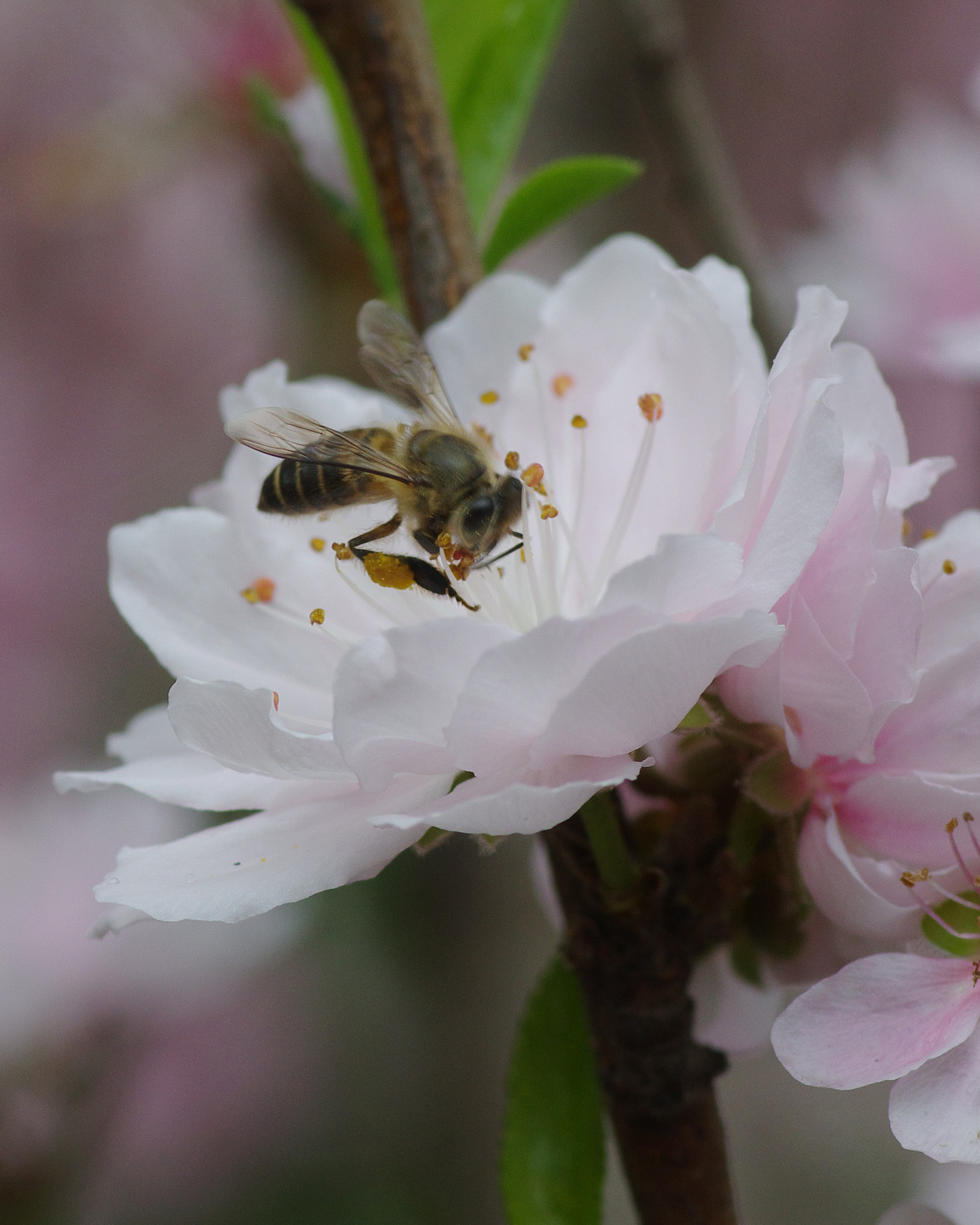 Pentax K-3 + Pentax smc D-FA 100mm F2.8 Macro WR sample photo