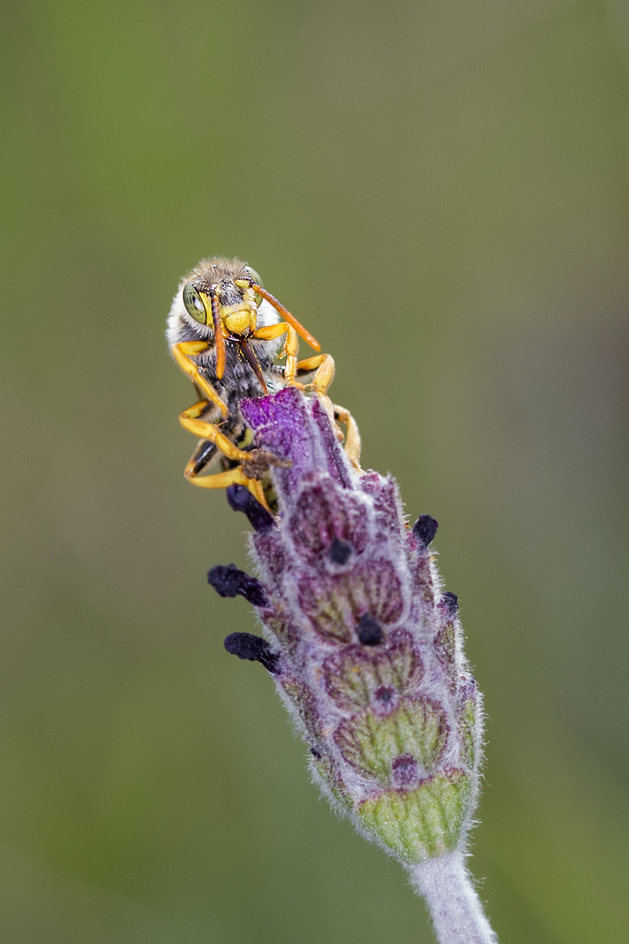 Sigma 105mm F2.8 EX DG OS HSM sample photo. Nomada subcornuta  300317-8845 photography