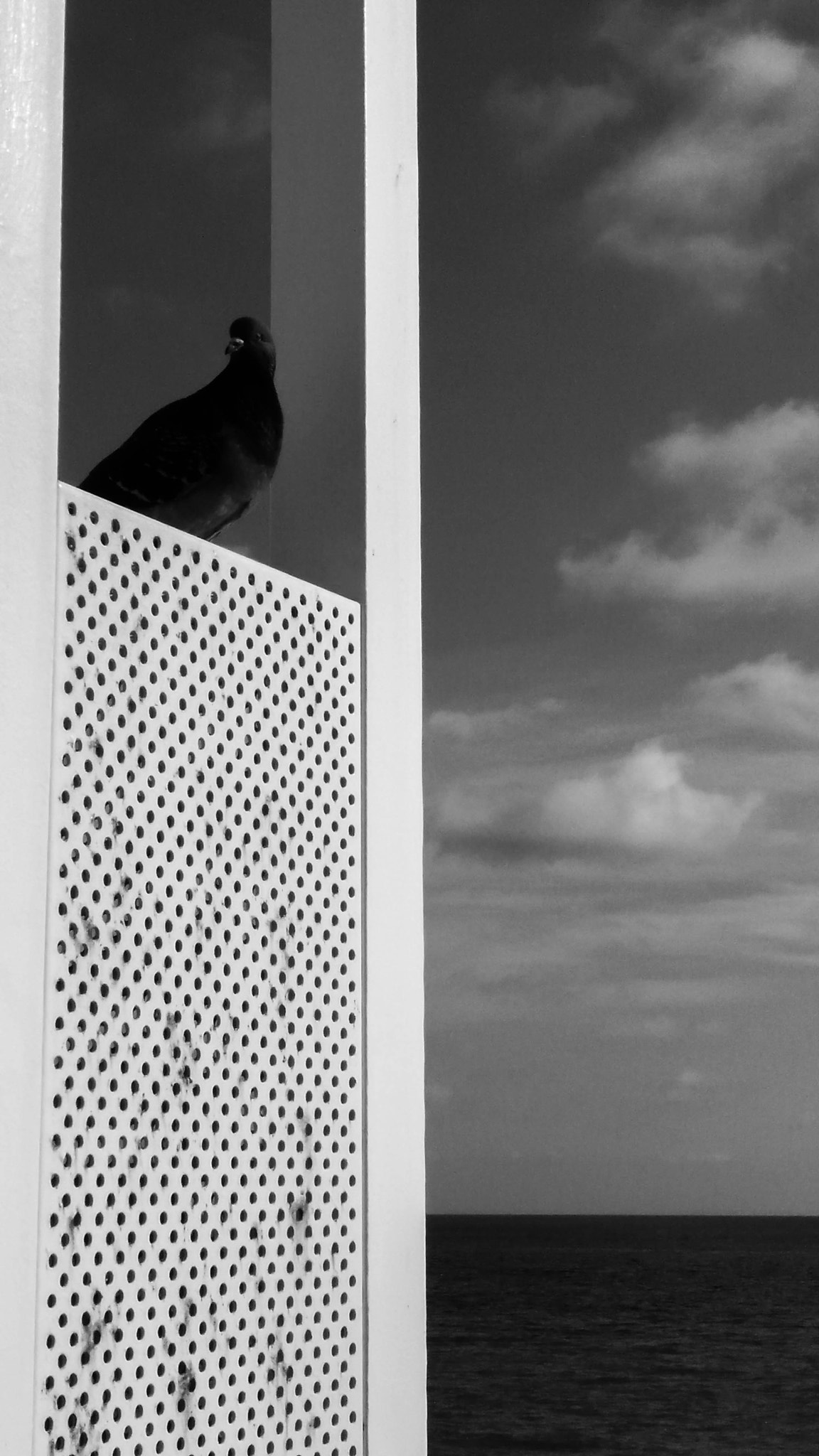 OnePlus ONE E1003 sample photo. Dove photography