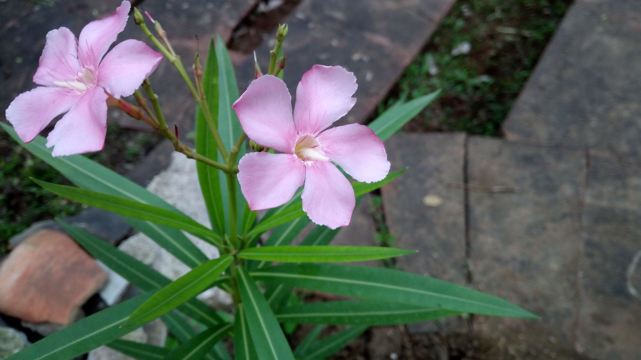 Lava X10 sample photo
