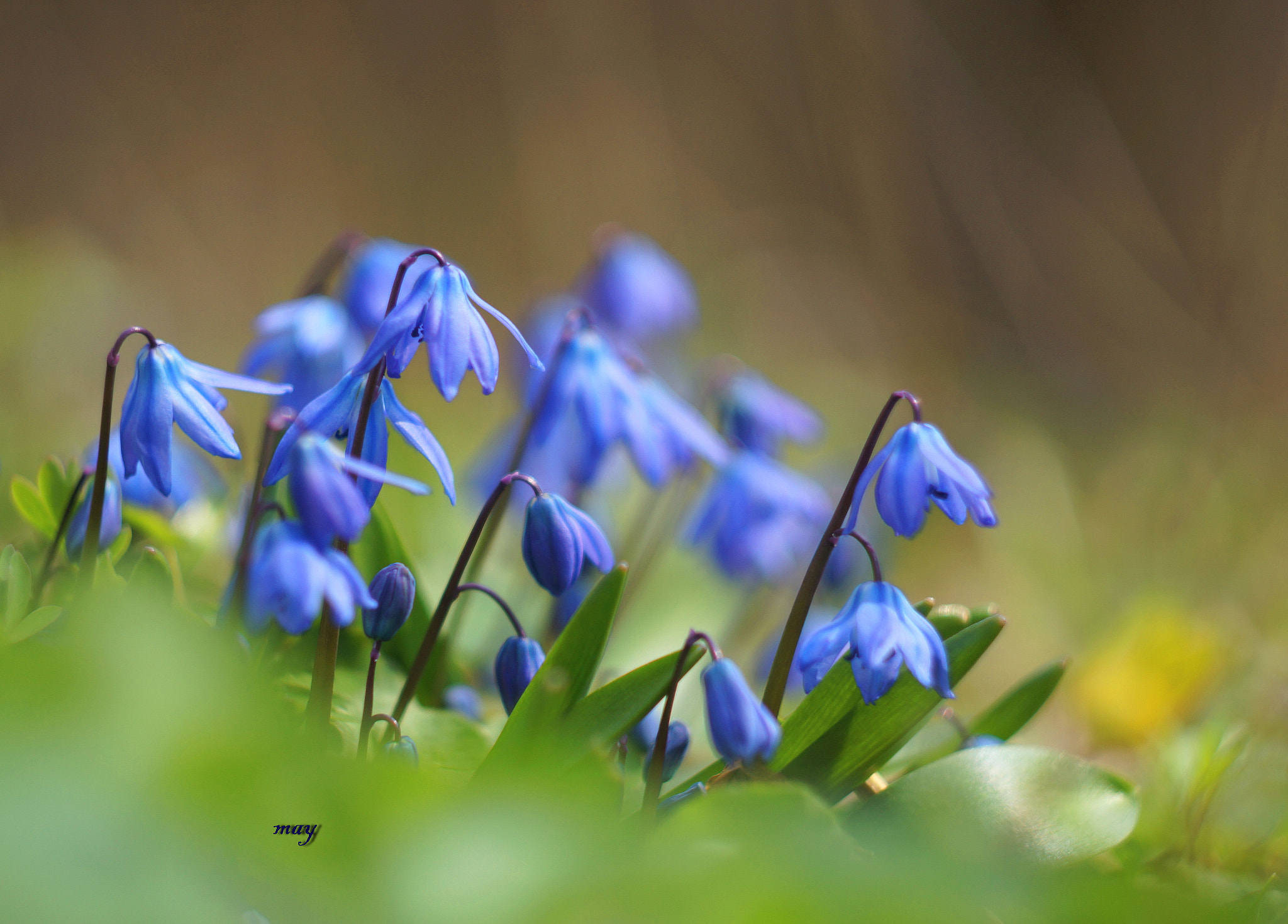 Sony SLT-A65 (SLT-A65V) + Minolta AF 50mm F1.7 sample photo. Bluebell photography