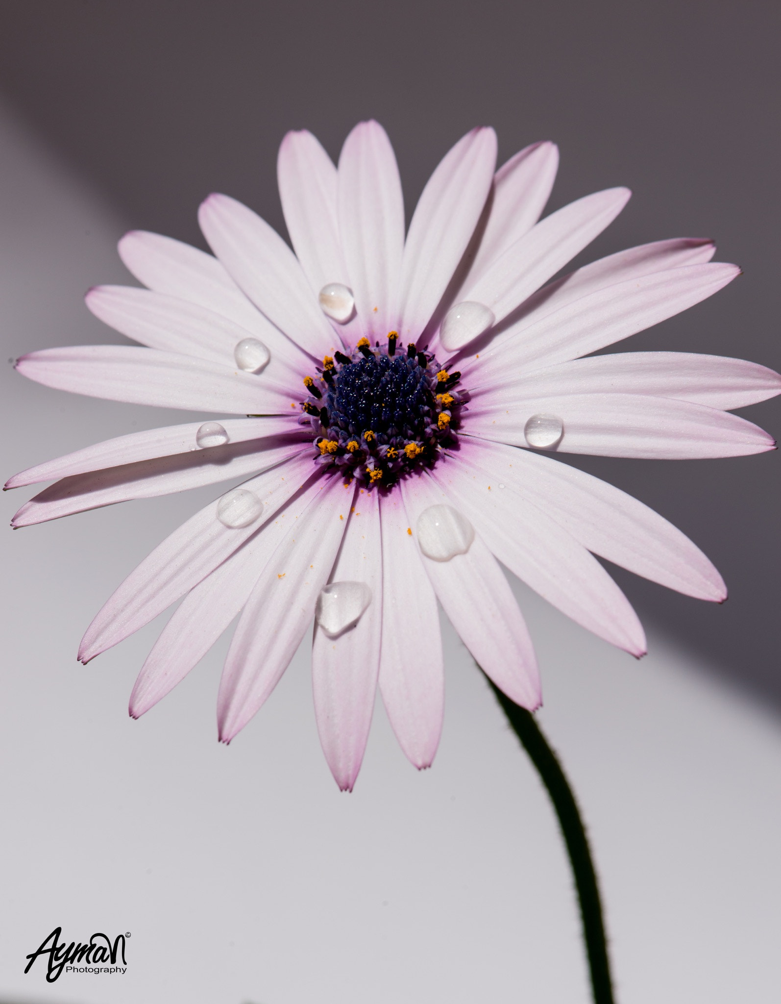 Nikon AF-S Micro-Nikkor 105mm F2.8G IF-ED VR sample photo. Macro photography