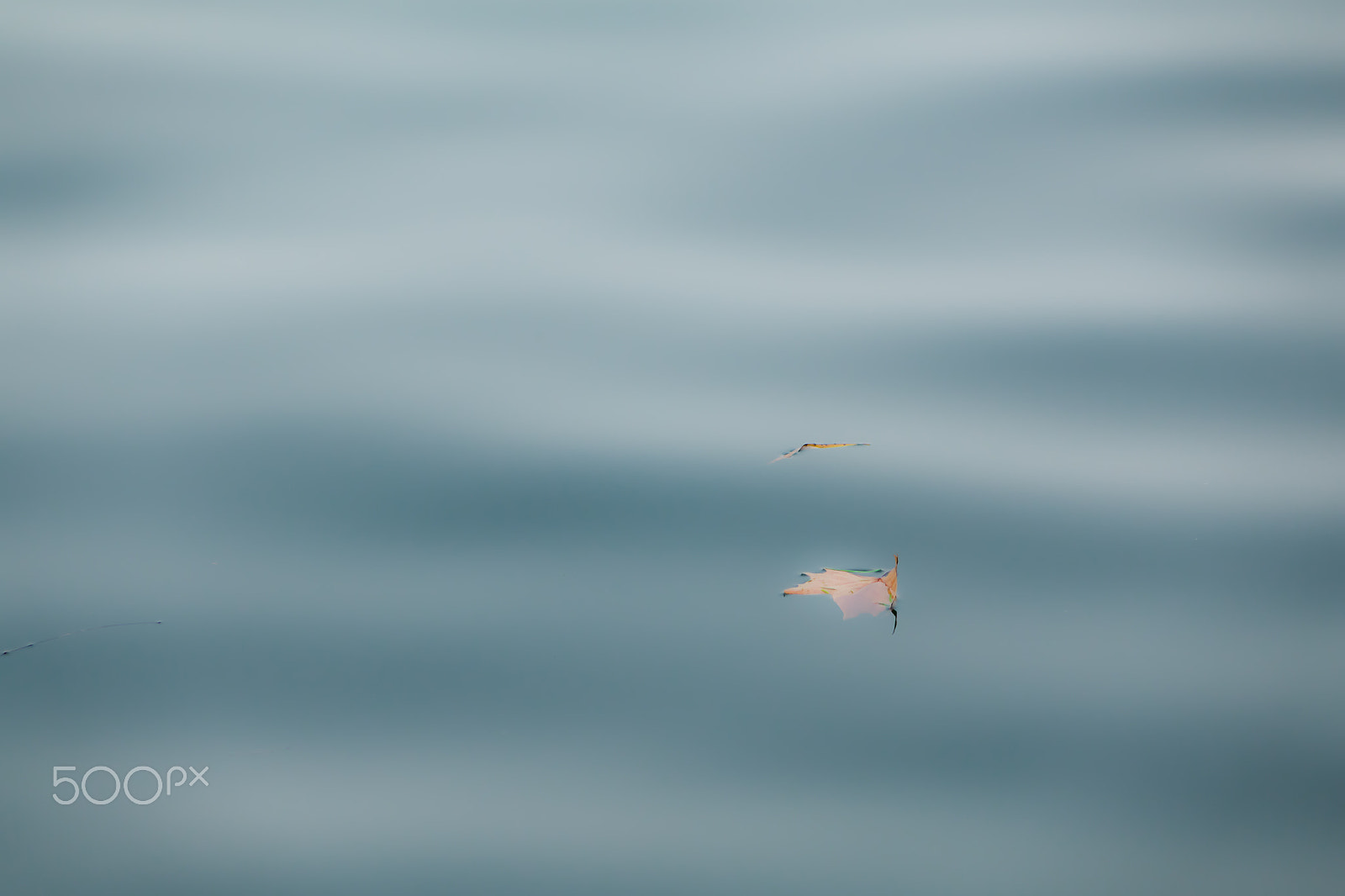 24-200mm F2.8 sample photo. Leaf photography