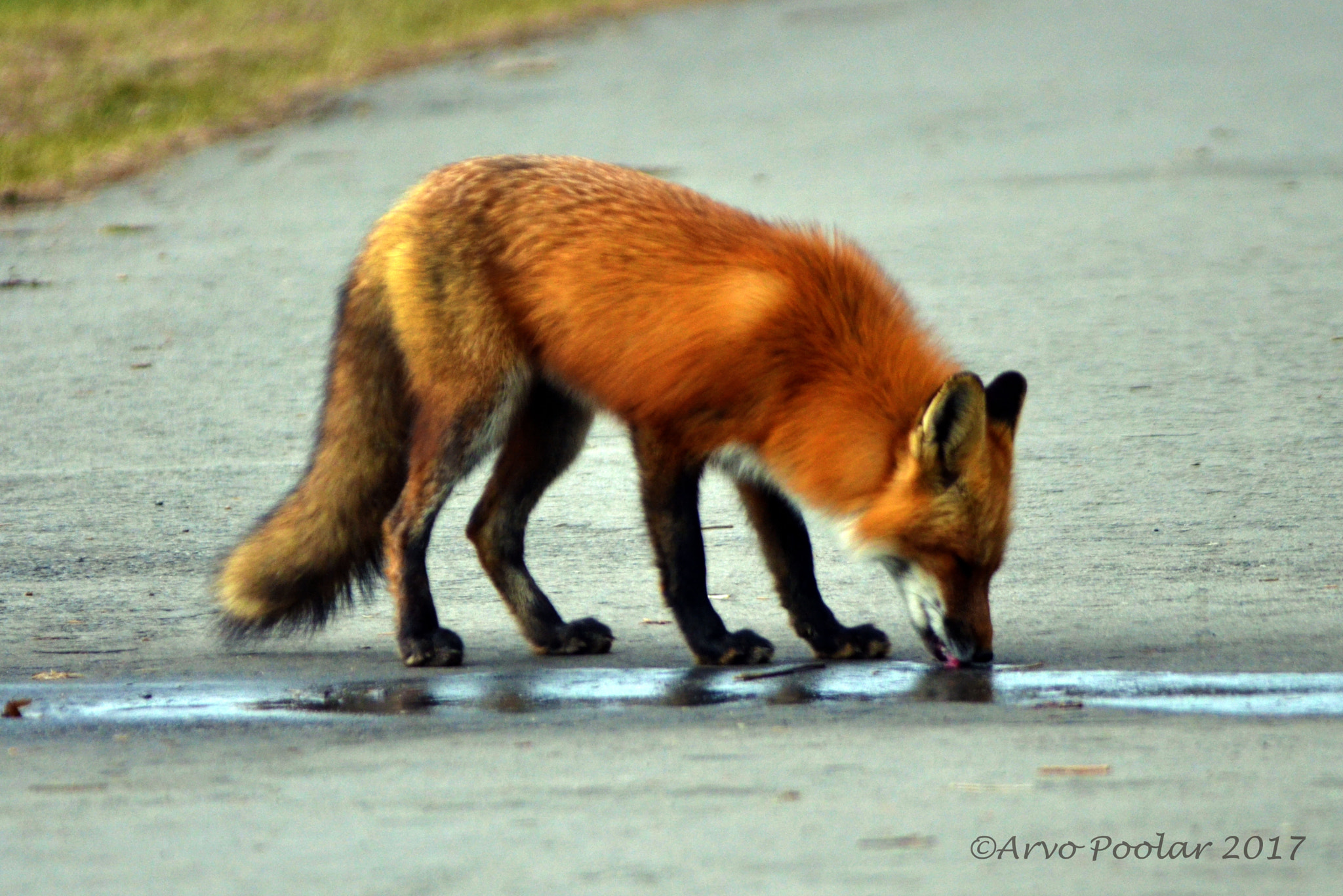 Nikon D7000 sample photo. Red fox photography