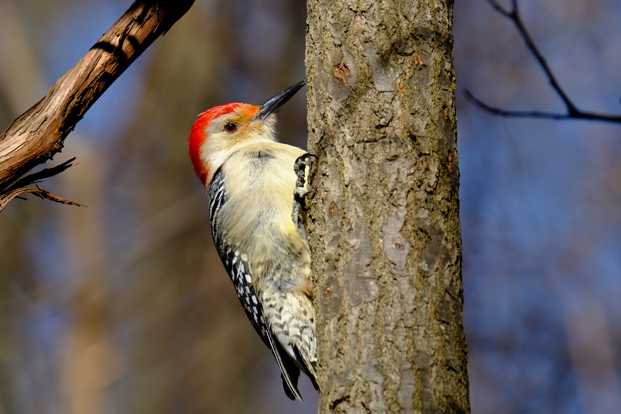 XF100-400mmF4.5-5.6 R LM OIS WR + 1.4x sample photo. Red-bellied woodpecker photography