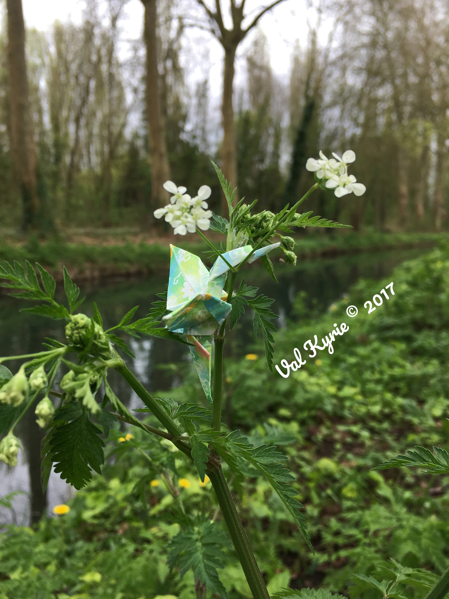 Apple iPhone8,4 sample photo. Small humming bird at the canal de berry photography