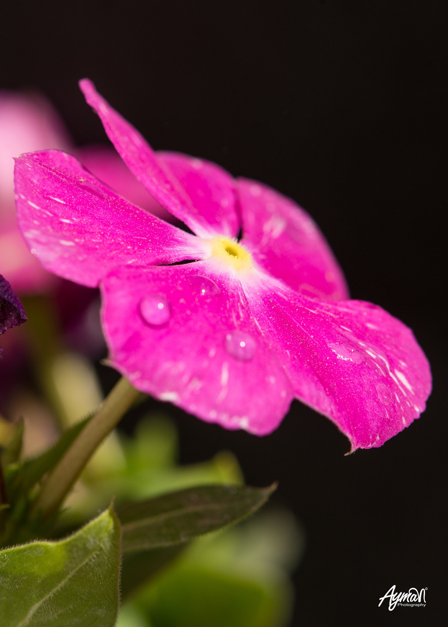 Nikon AF-S Micro-Nikkor 105mm F2.8G IF-ED VR sample photo