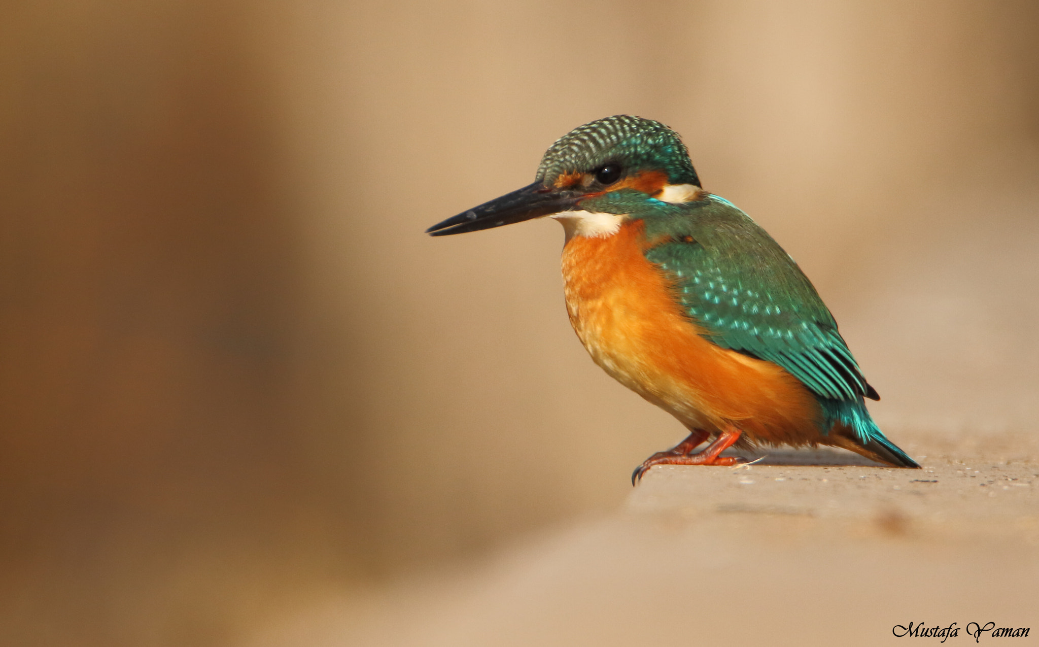 Tamron SP 150-600mm F5-6.3 Di VC USD sample photo. Kingfisher photography