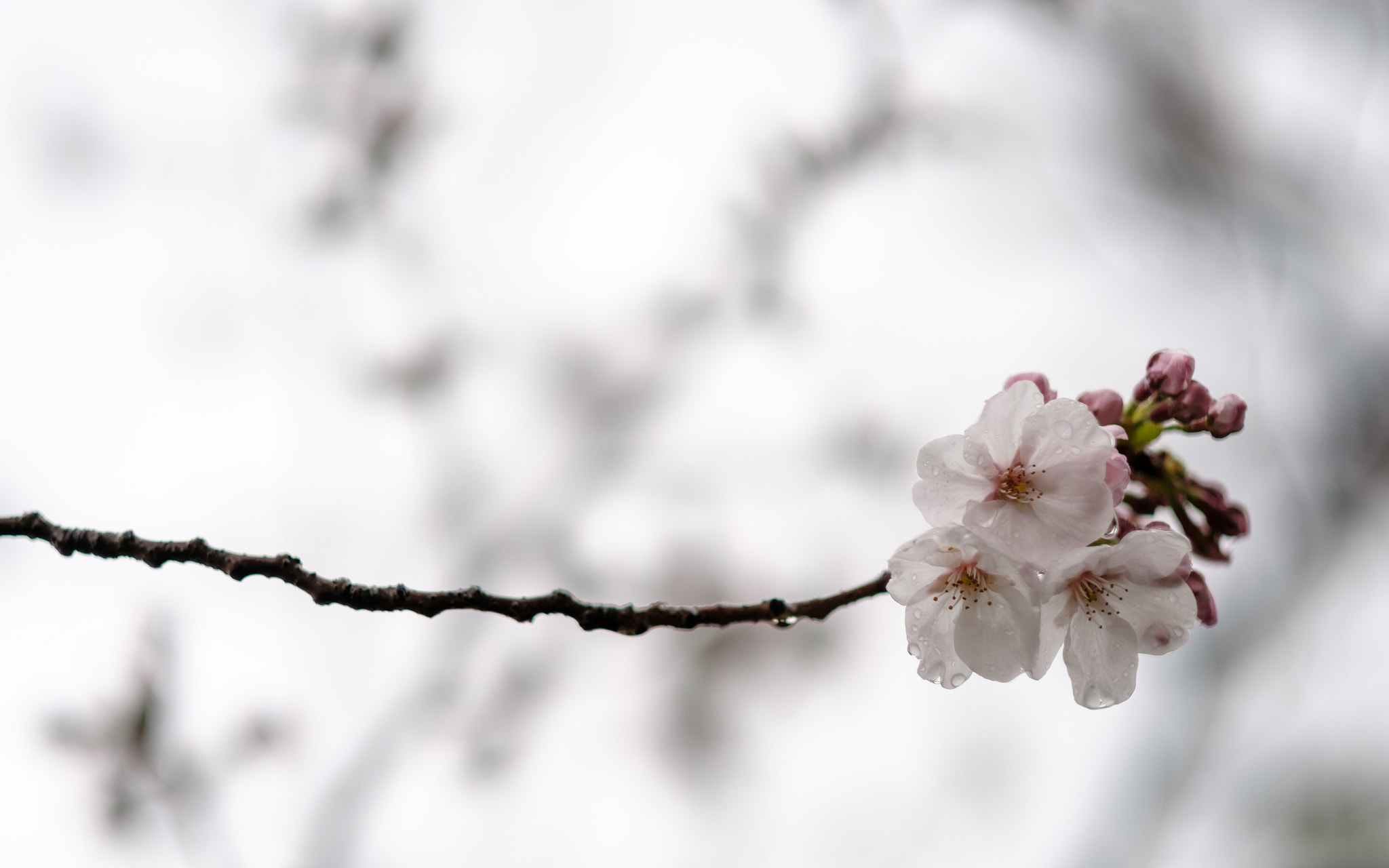 Fujifilm XF 56mm F1.2 R APD sample photo. 桜 2017 / light rain photography