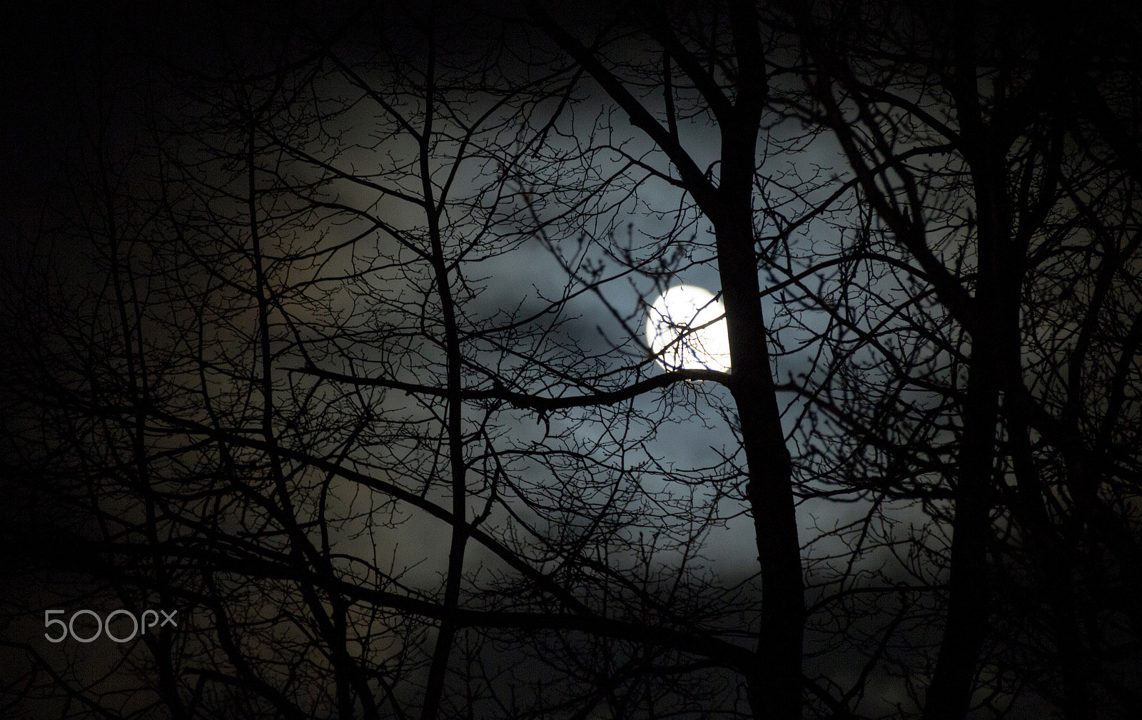 Canon EOS 600D (Rebel EOS T3i / EOS Kiss X5) sample photo. Moon behind tree photography