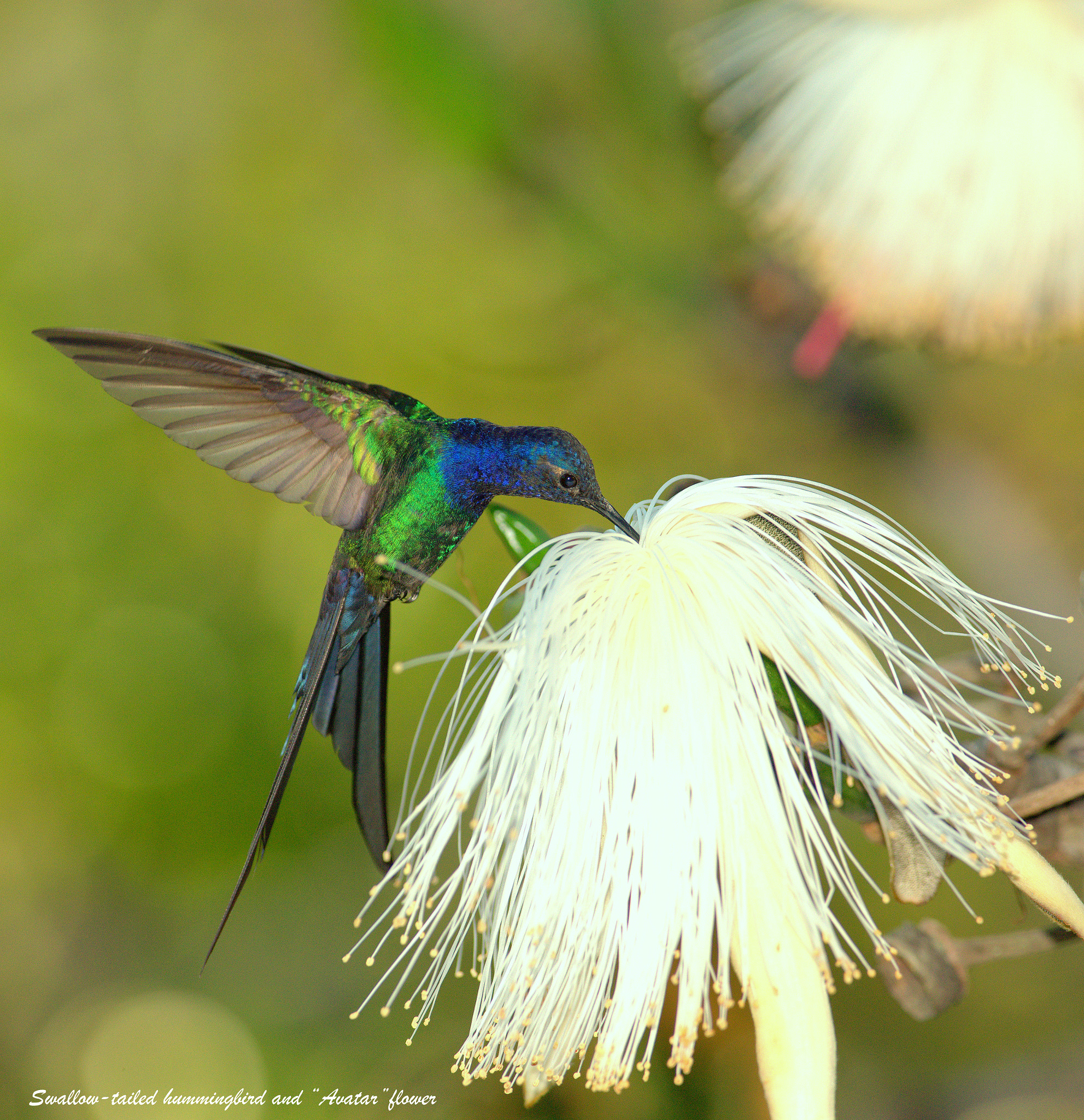 Nikon AF-S Nikkor 300mm F2.8G ED VR II sample photo. Swallow- tailed hummingbird photography